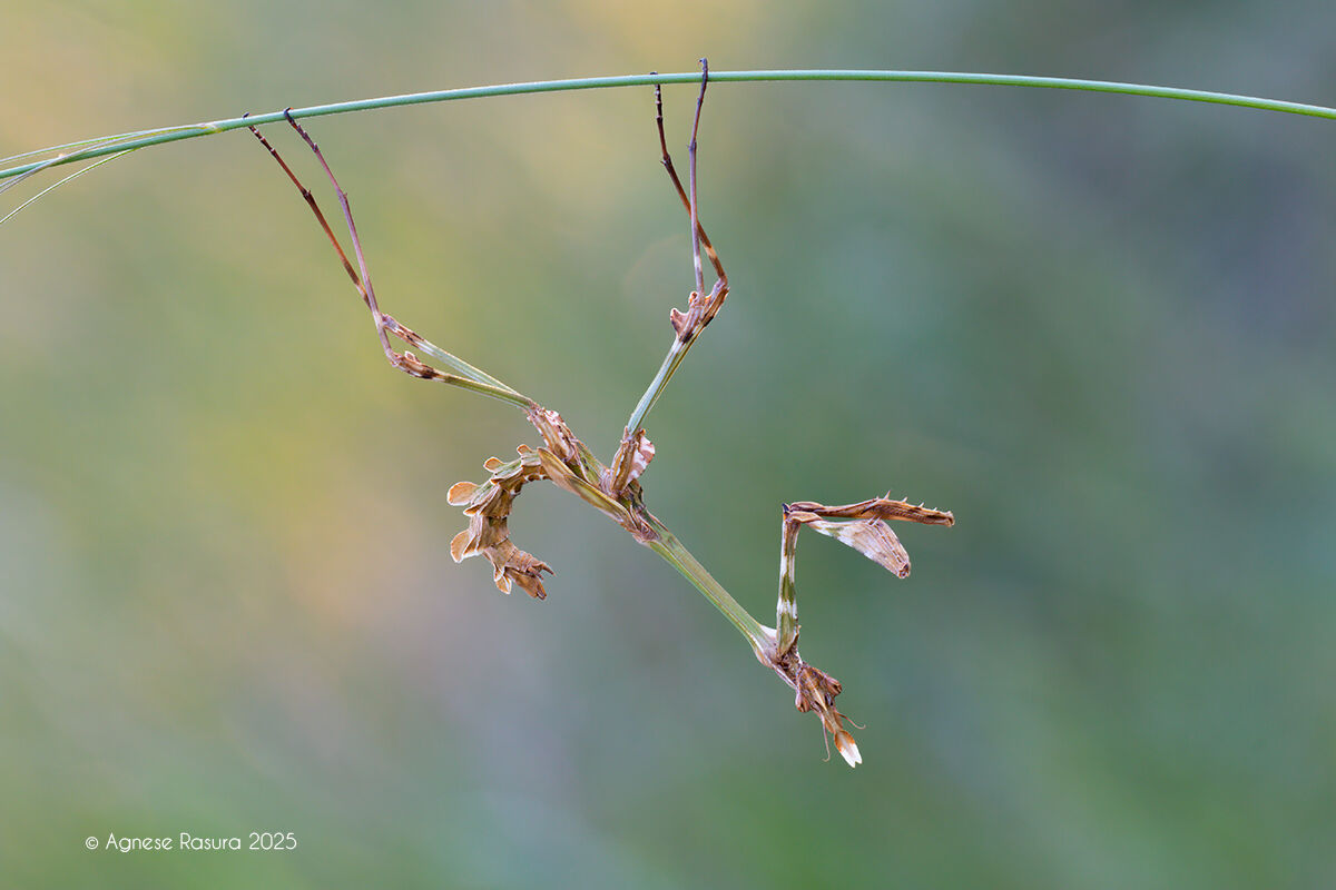 Empusa fasciata