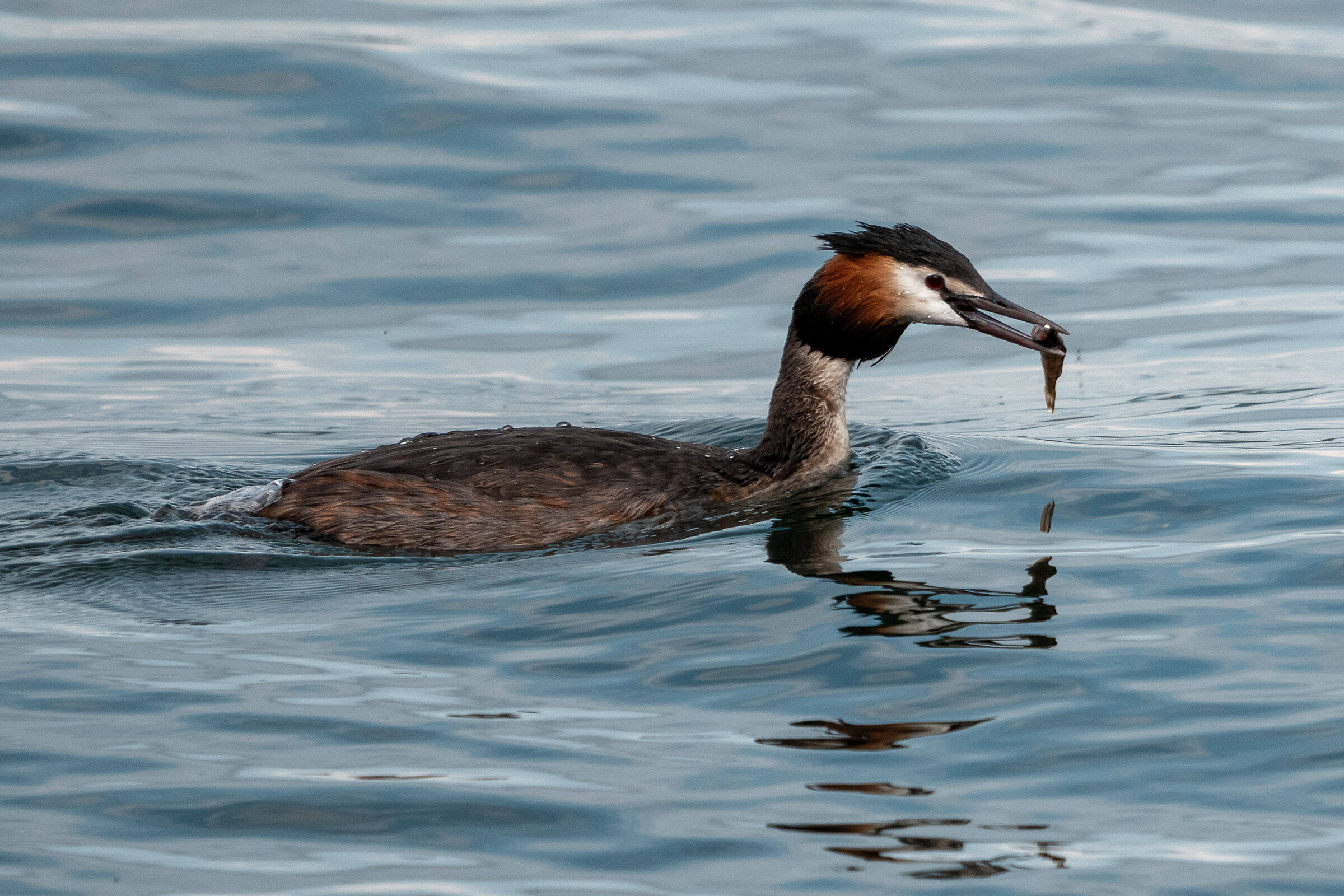 Great crested grebe with fish