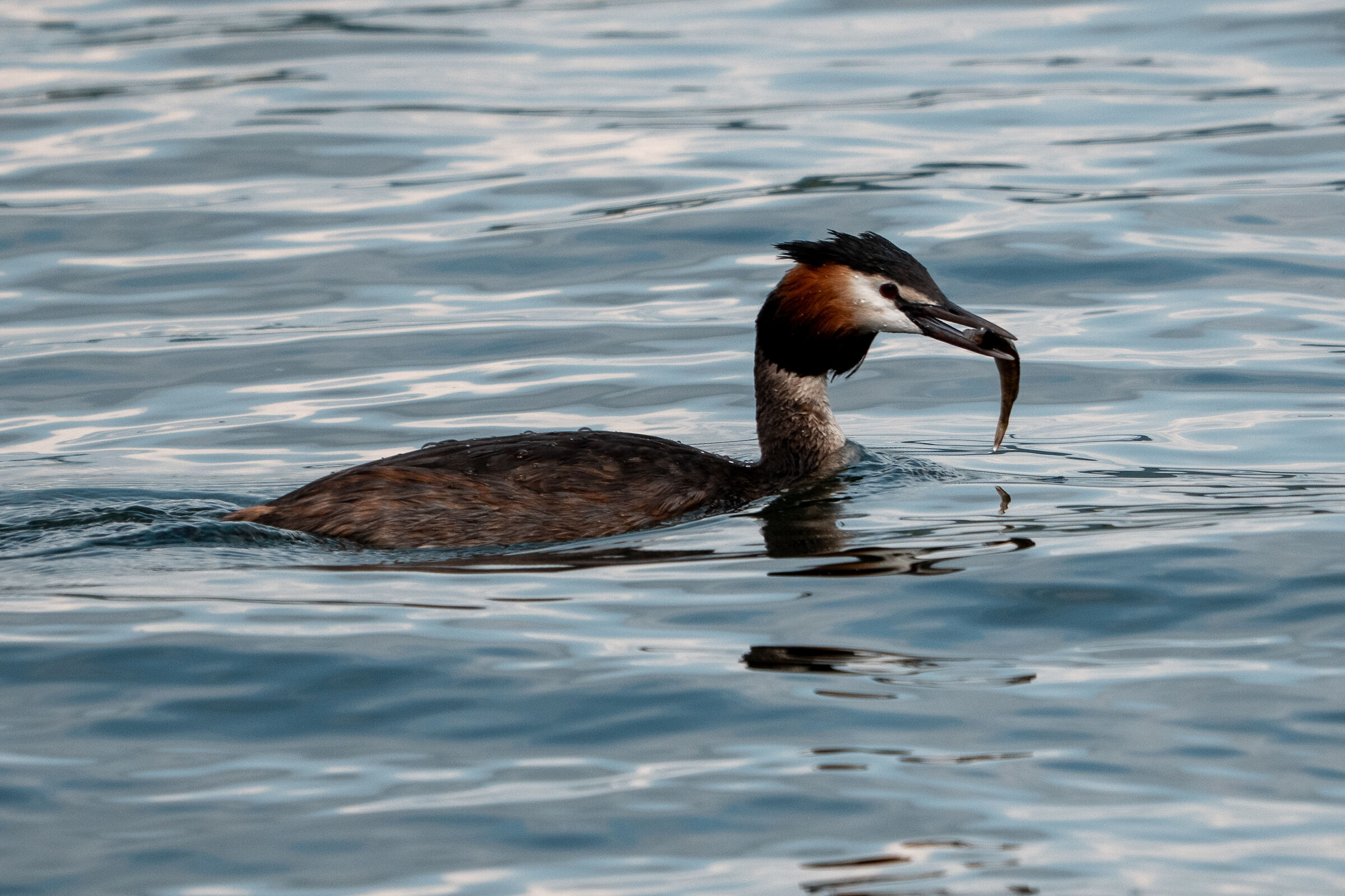 Great crested grebe with fish