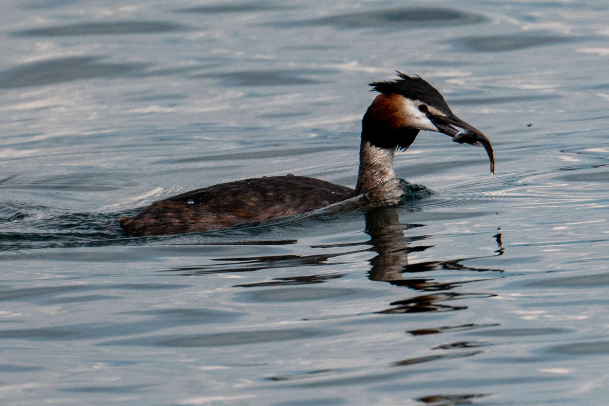 Great crested grebe