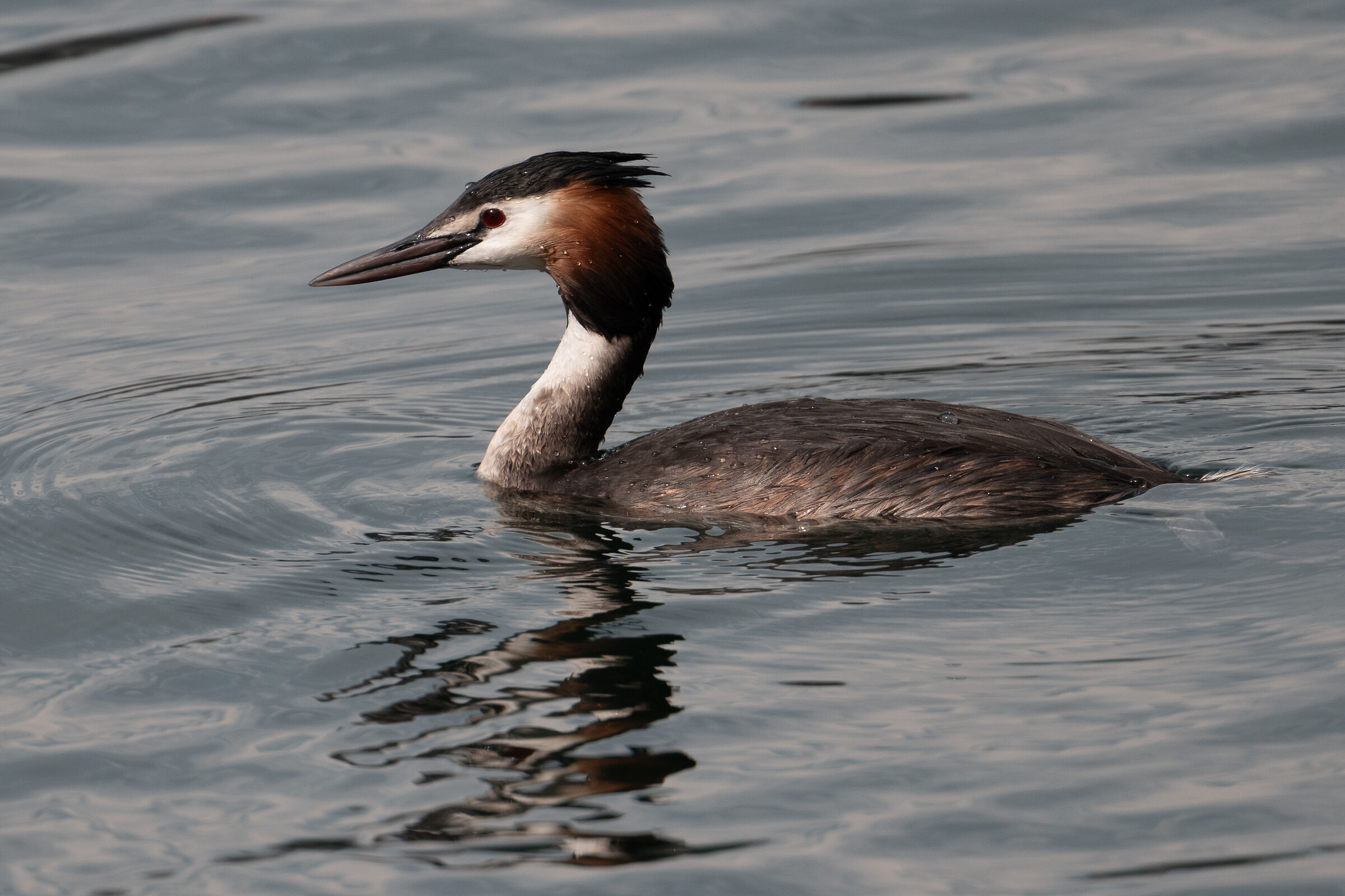 Great crested grebe