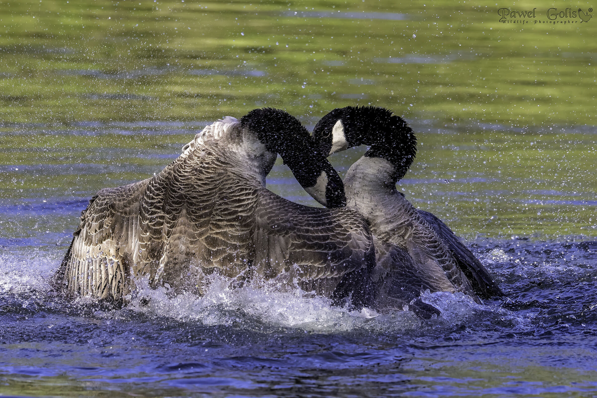 Oca canadese (Branta canadensis)
