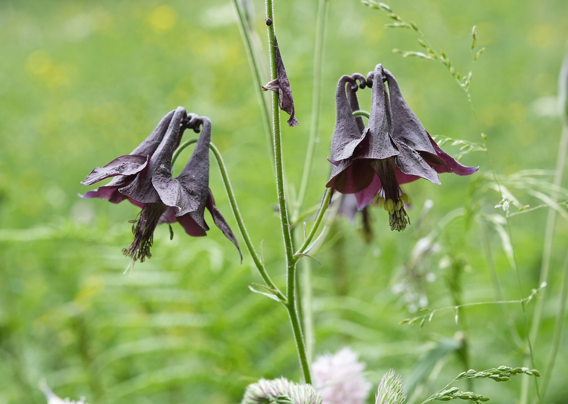 Aquilegia atrata