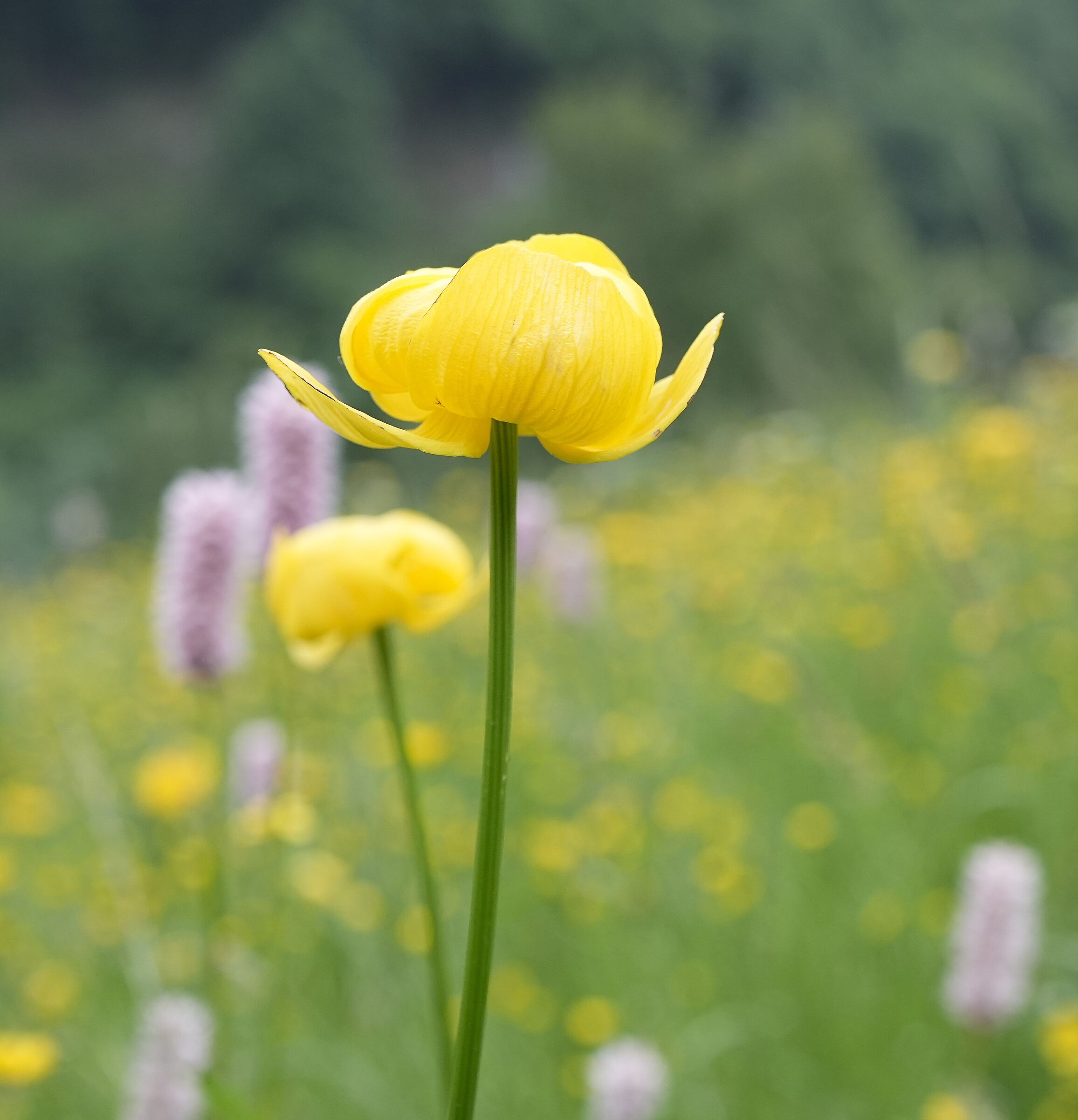 Botton d'oro (Trollius europeus)