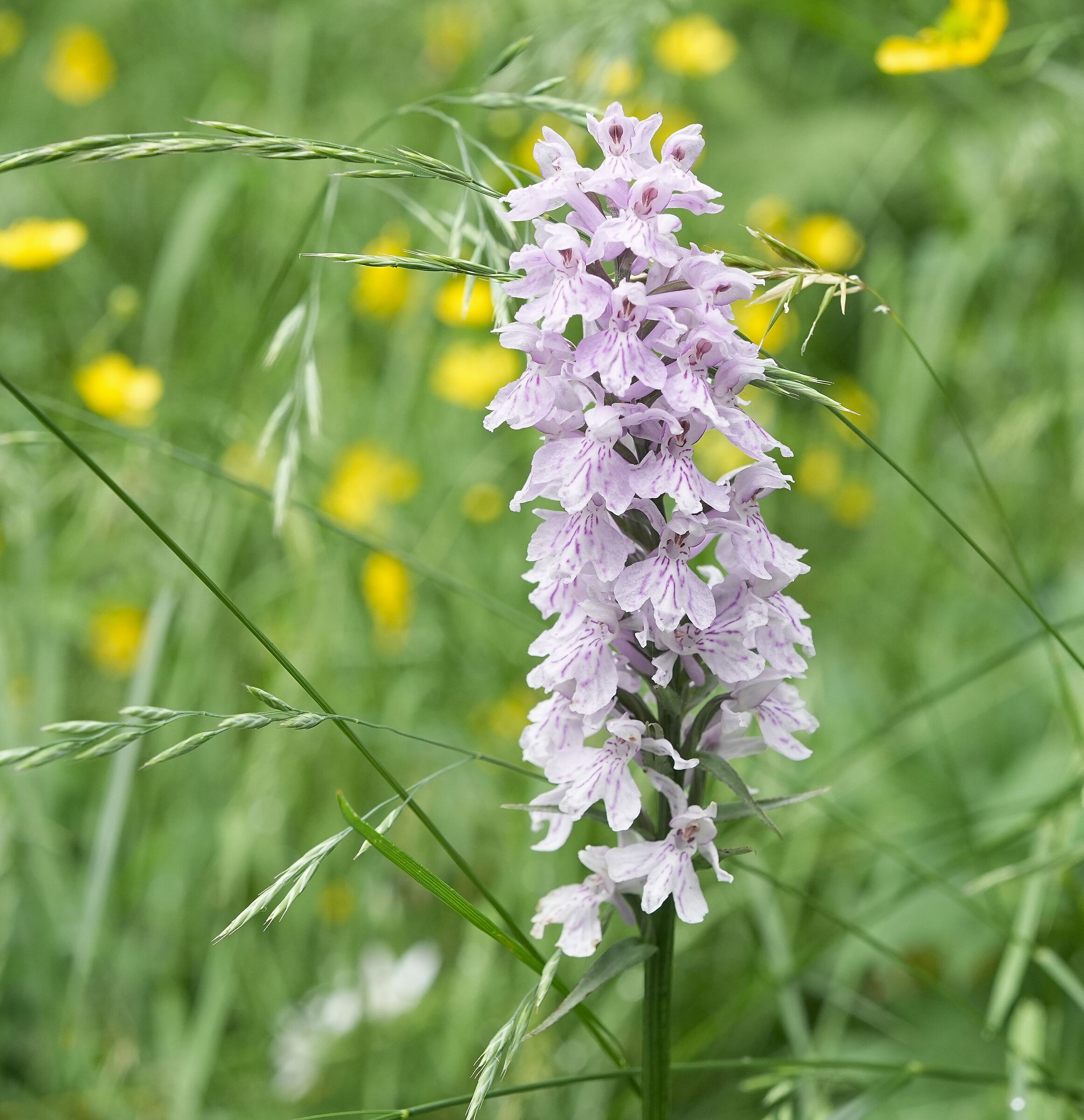 Orchidea spontanea (Dactylorhiza maculata)