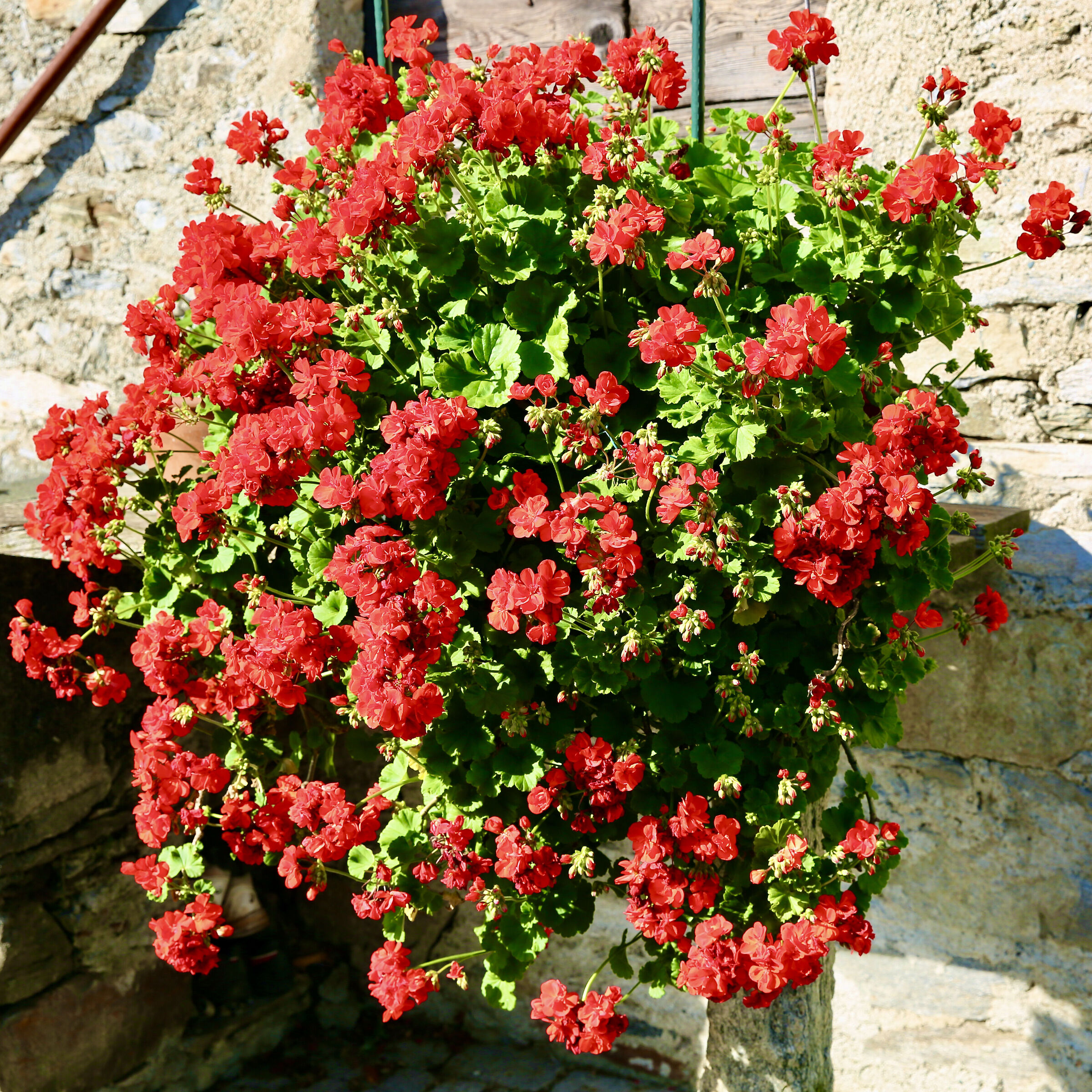 My old geraniums in full bloom