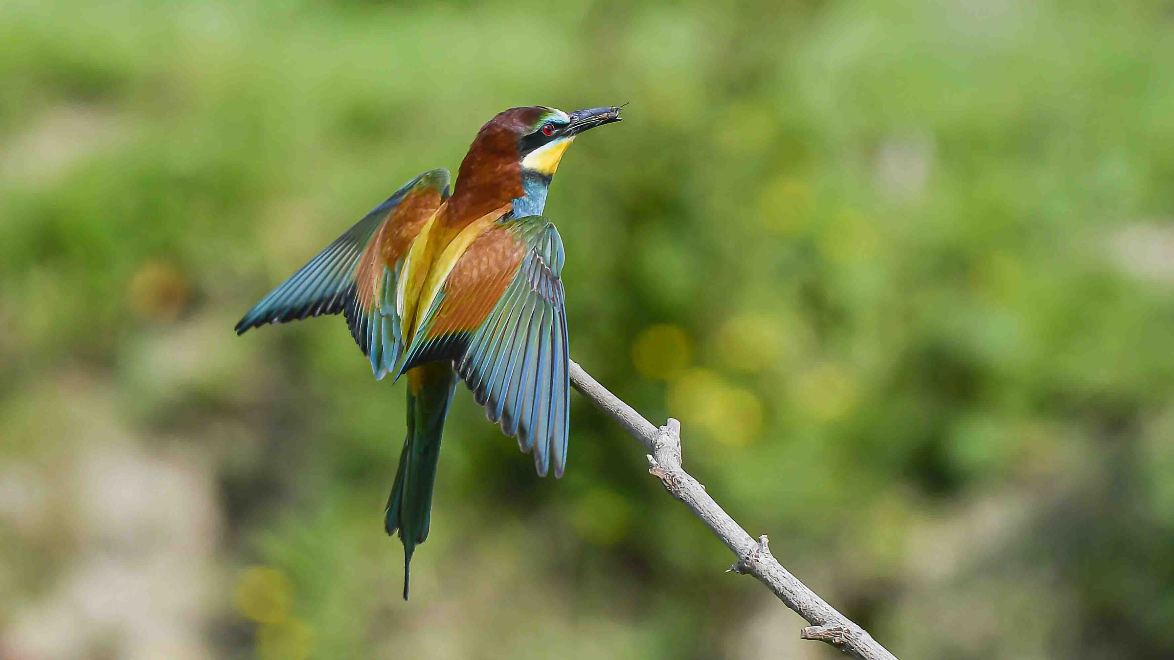 Bee-eater!!