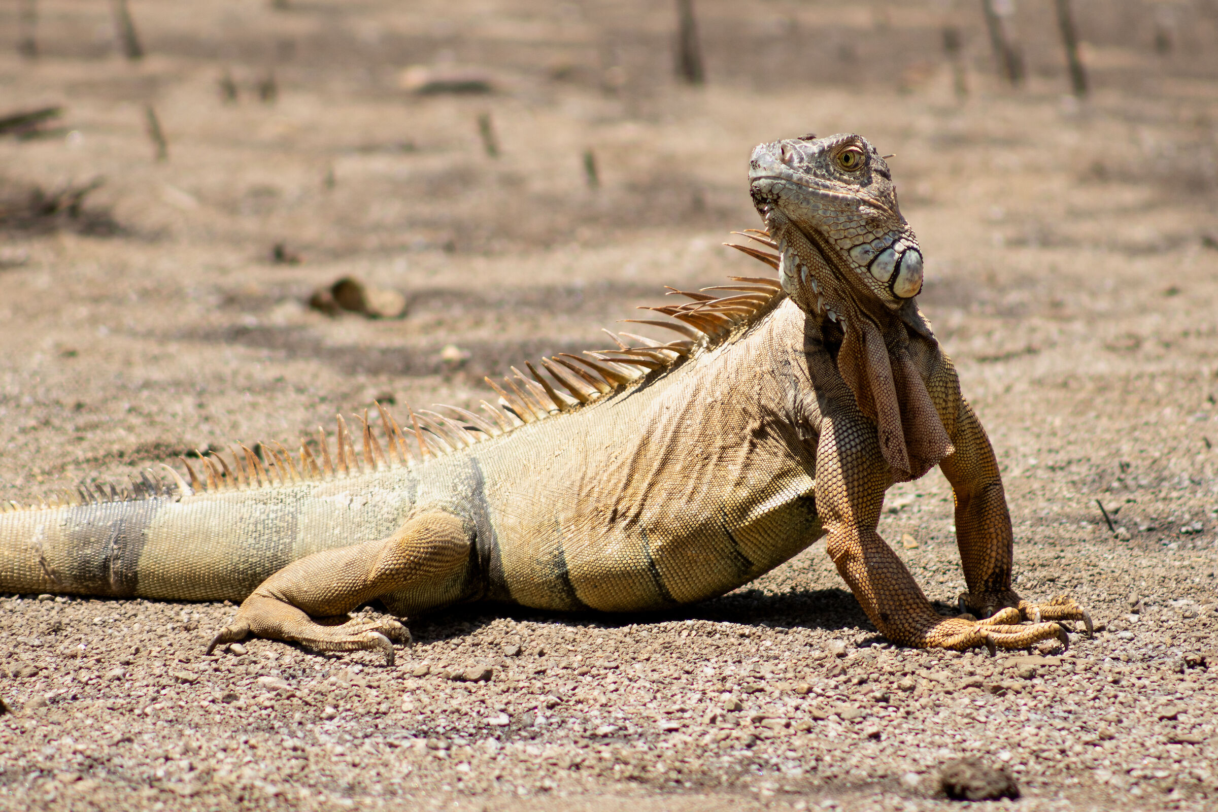 Iguana