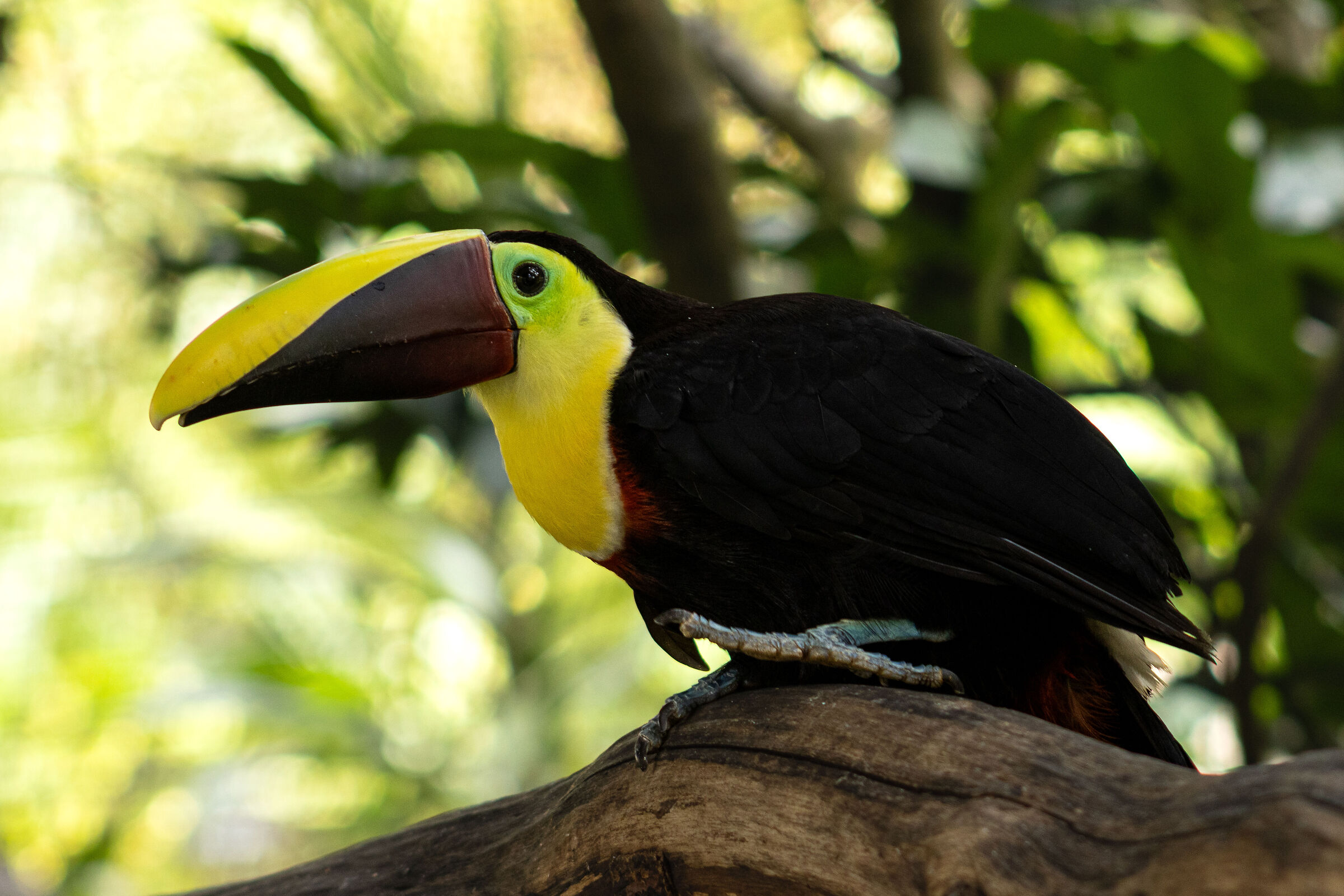 Toucan