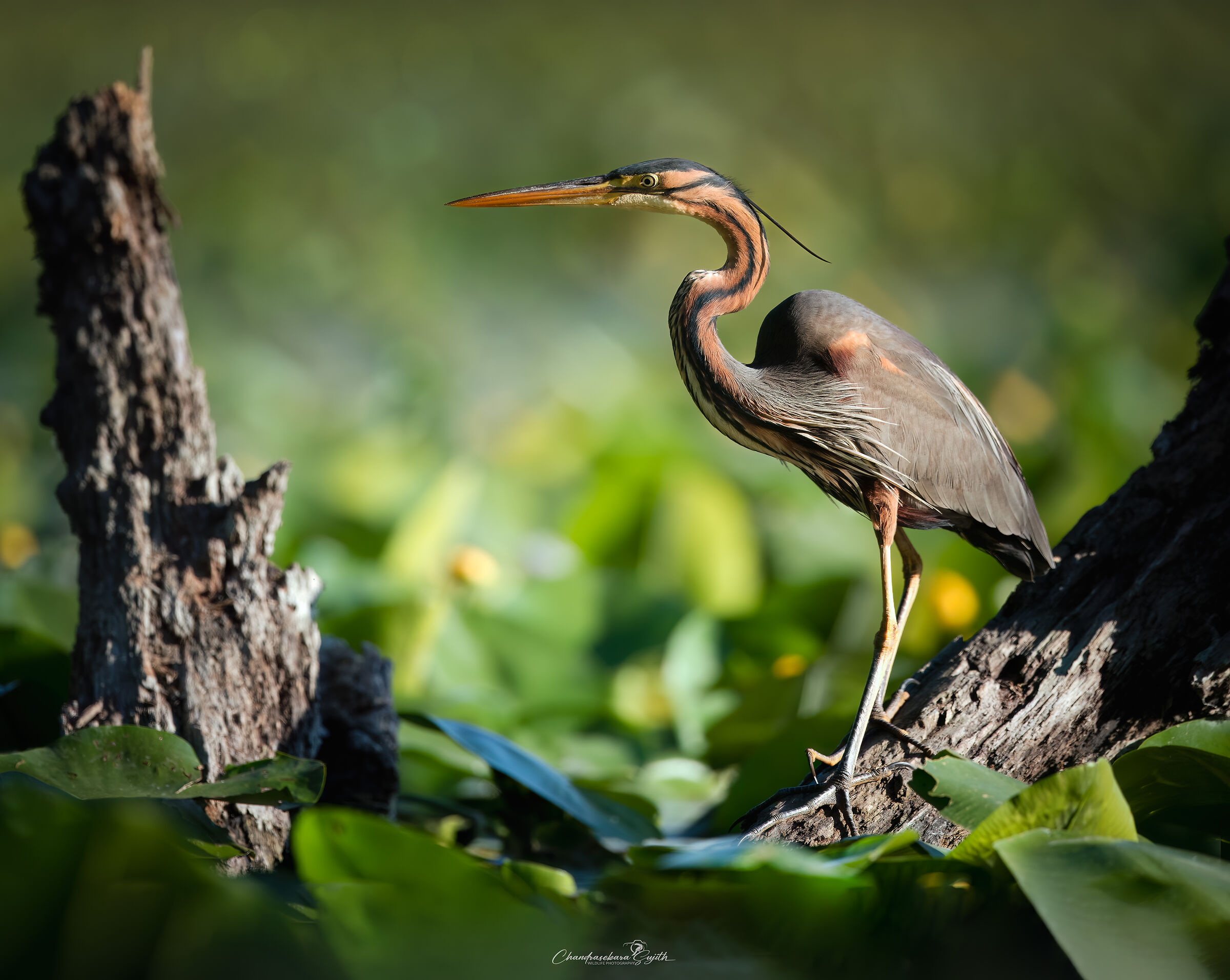 purple heron
