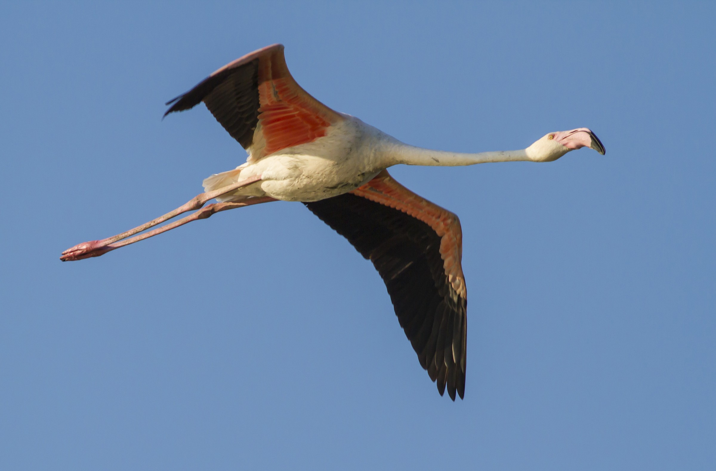 flamingo in flight
