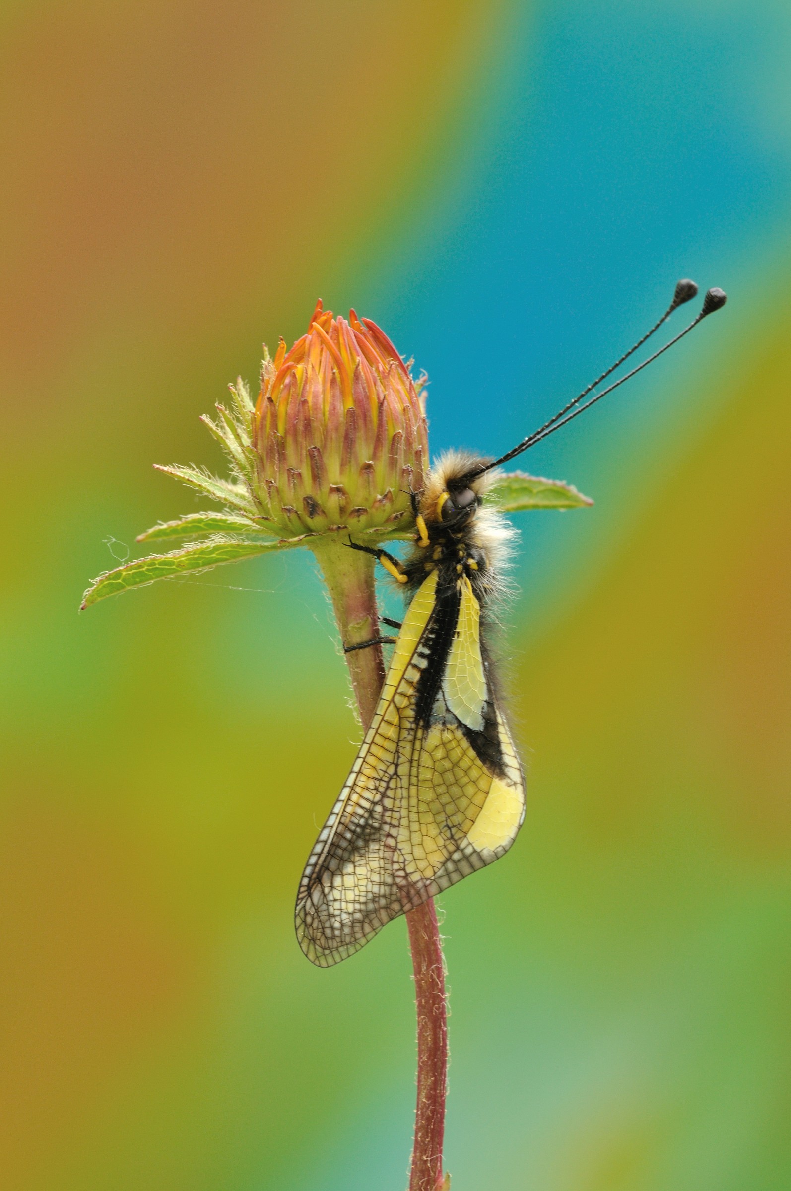 Libelloides coccaius