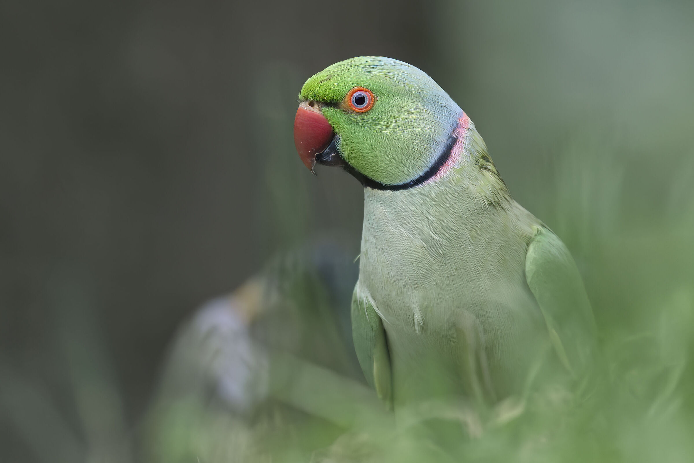 Collared ? parakeet