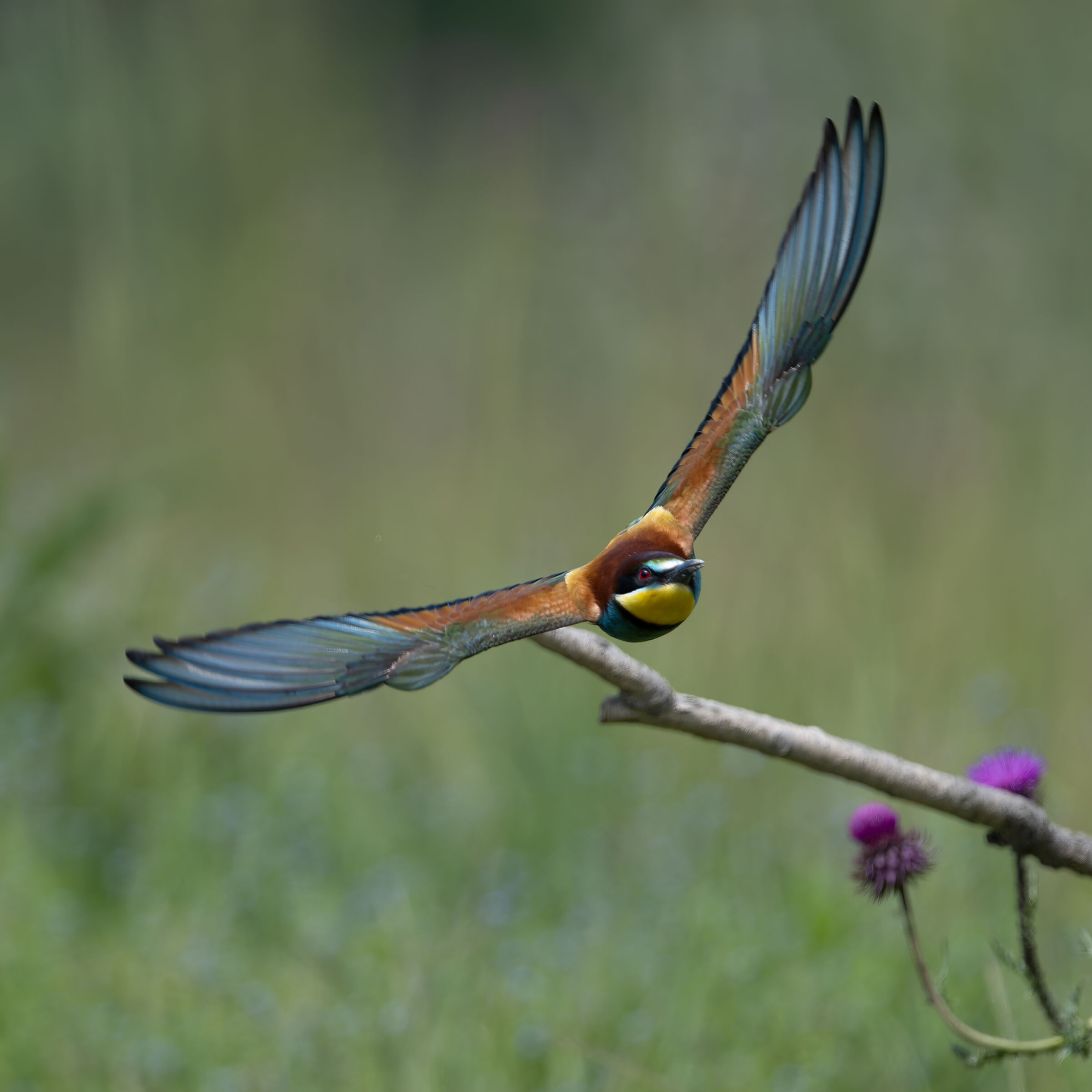 Bee-eater - Sant'Albano Stura - Piedmont