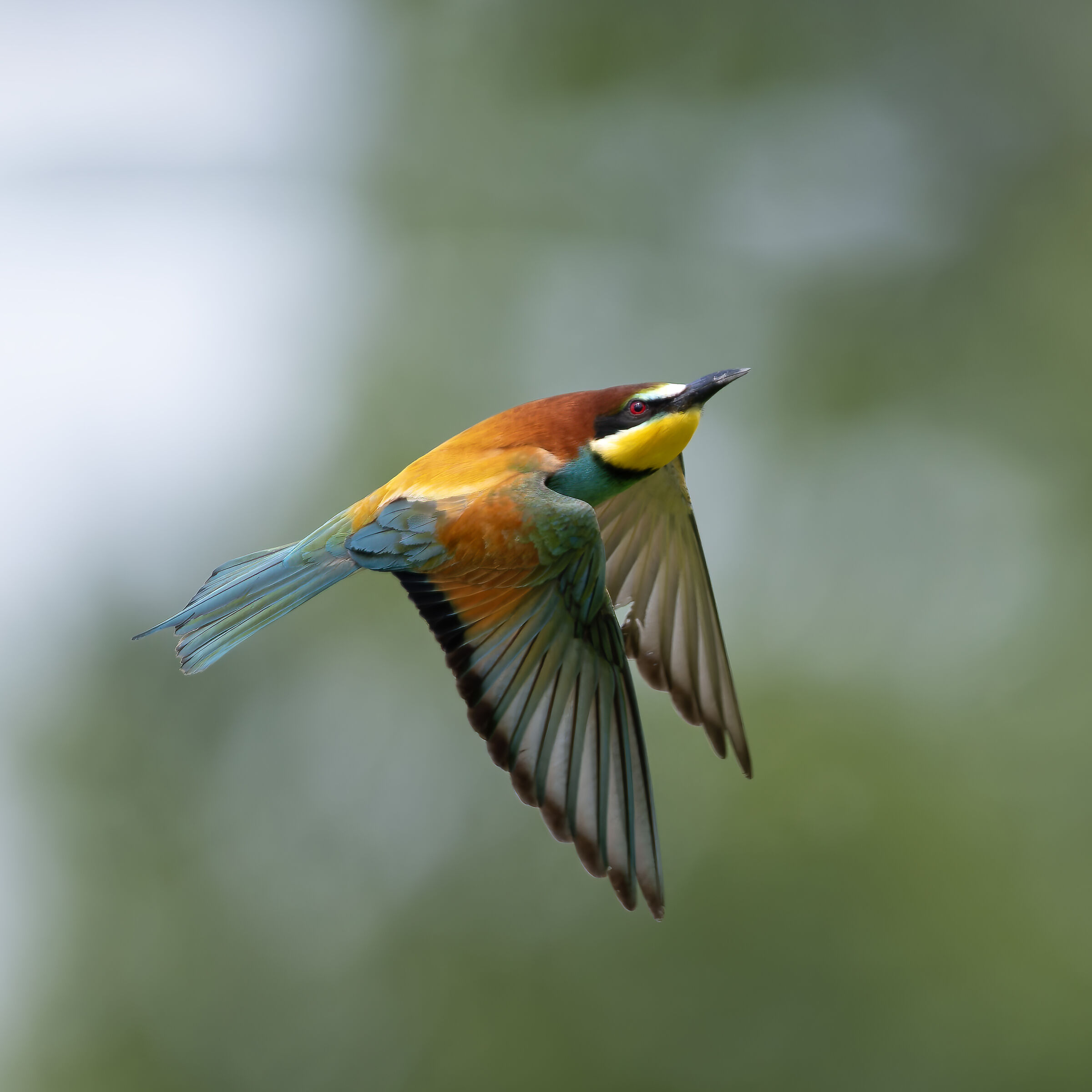 Bee-eater - Sant'Albano Stura - Piedmont