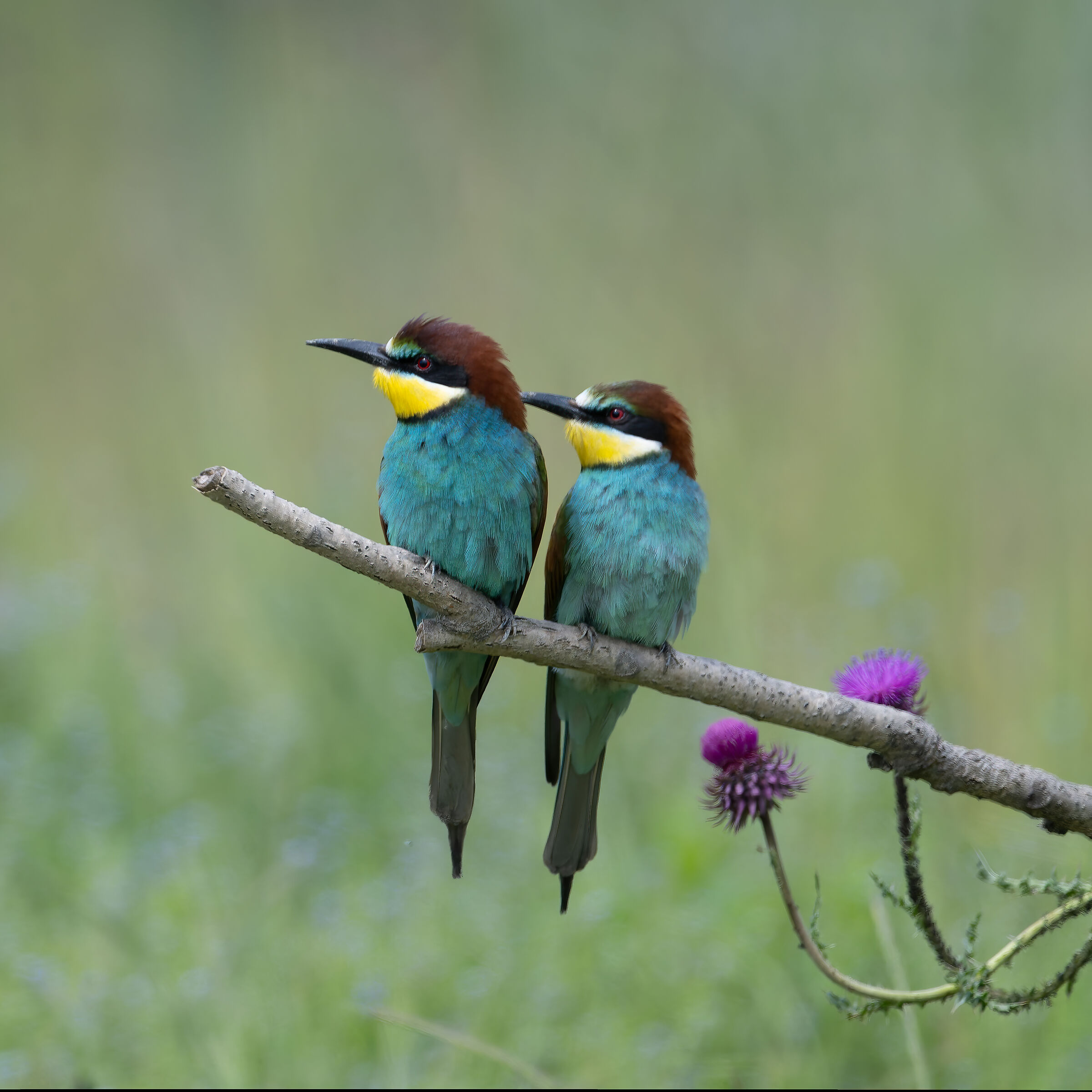 Bee-eater - Sant'Albano Stura - Piedmont