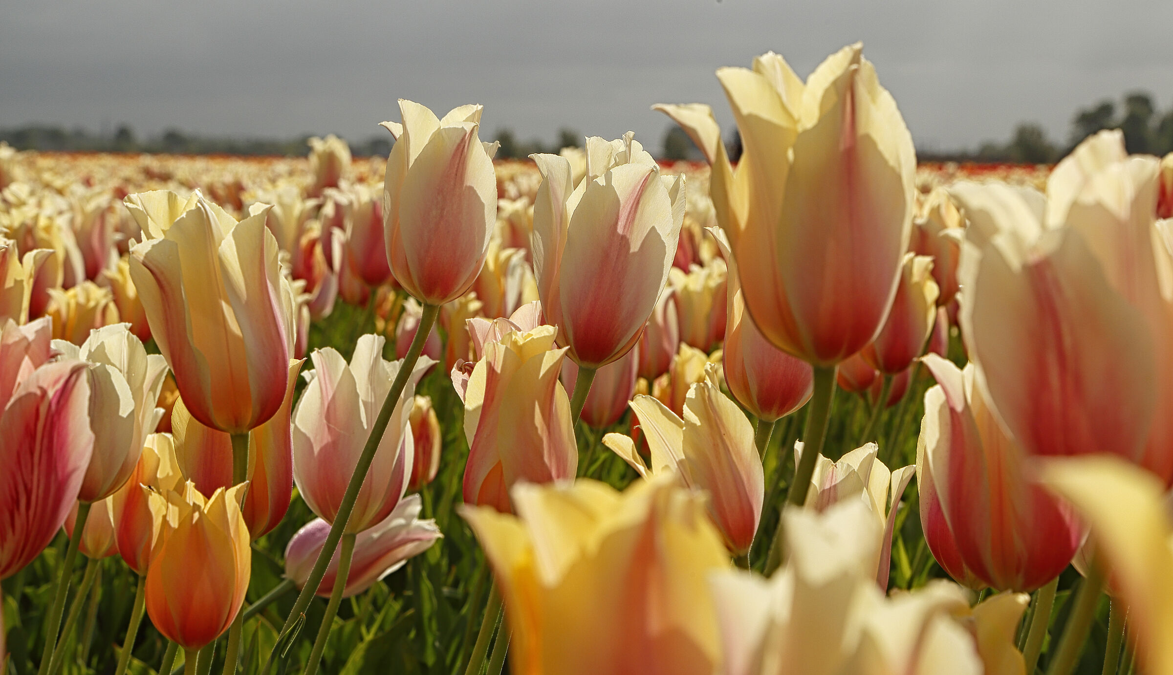 A sea of tulips