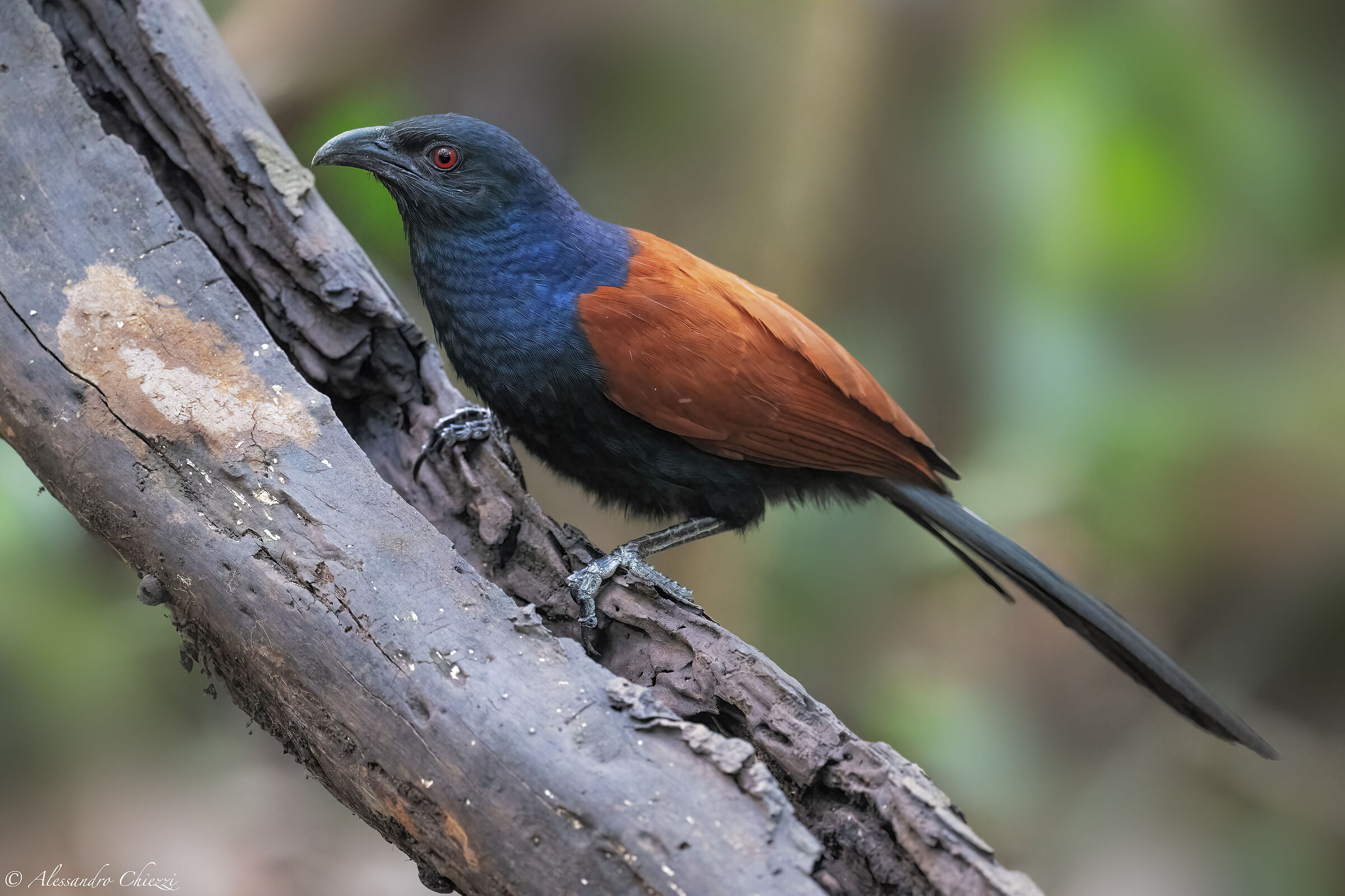 Greater Coucal