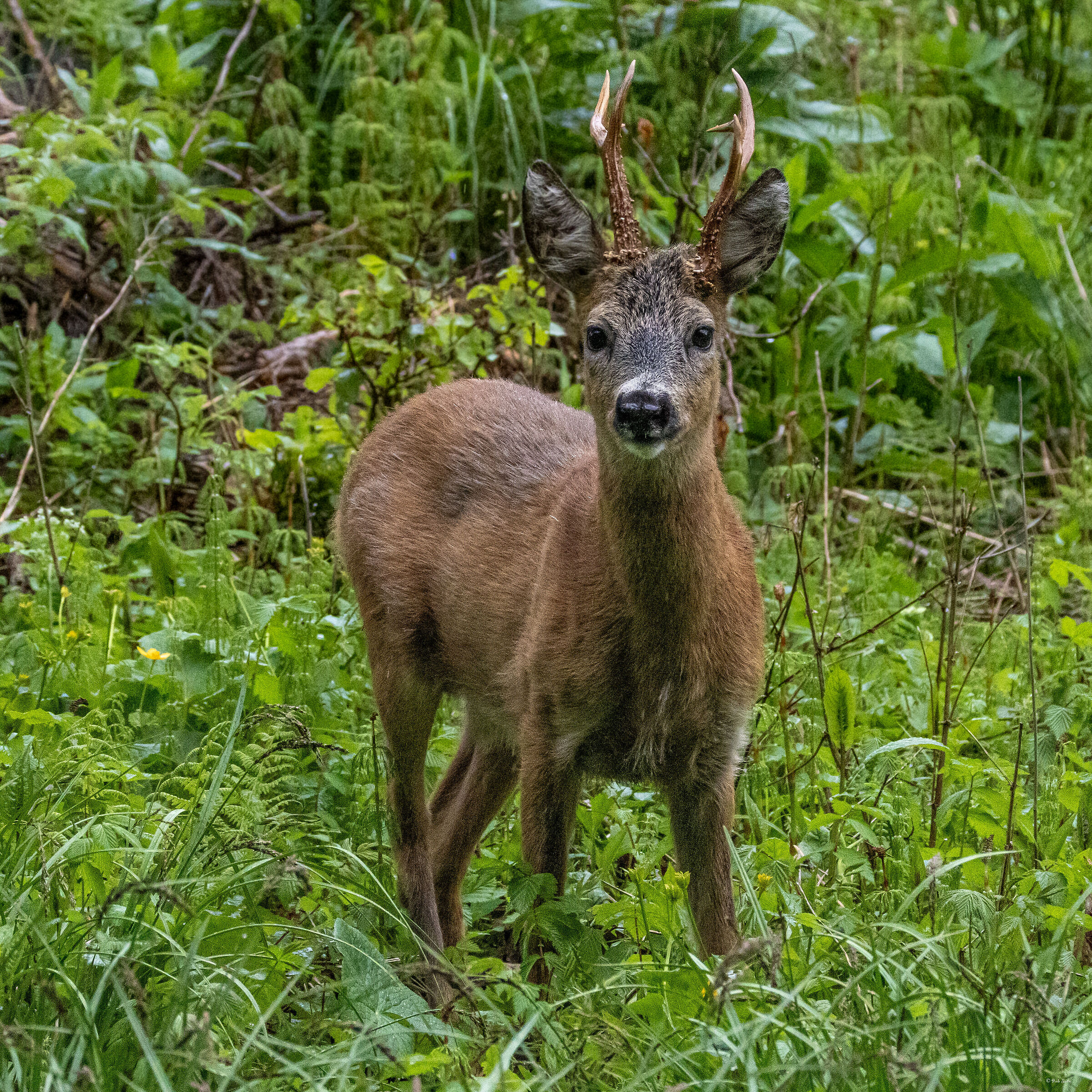 Roe deer in spring