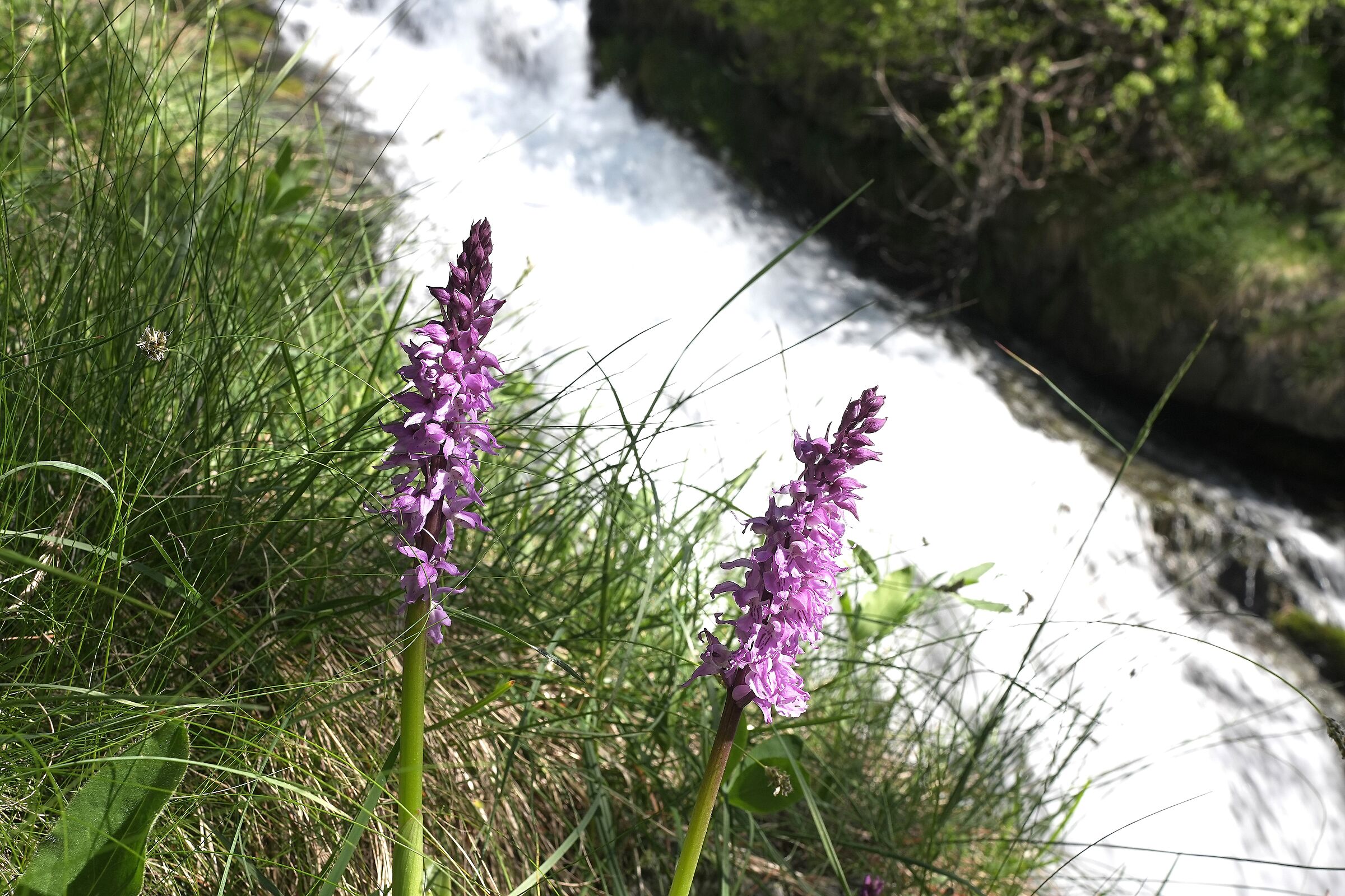 Wild orchid (Orchis mascula) with waterfall