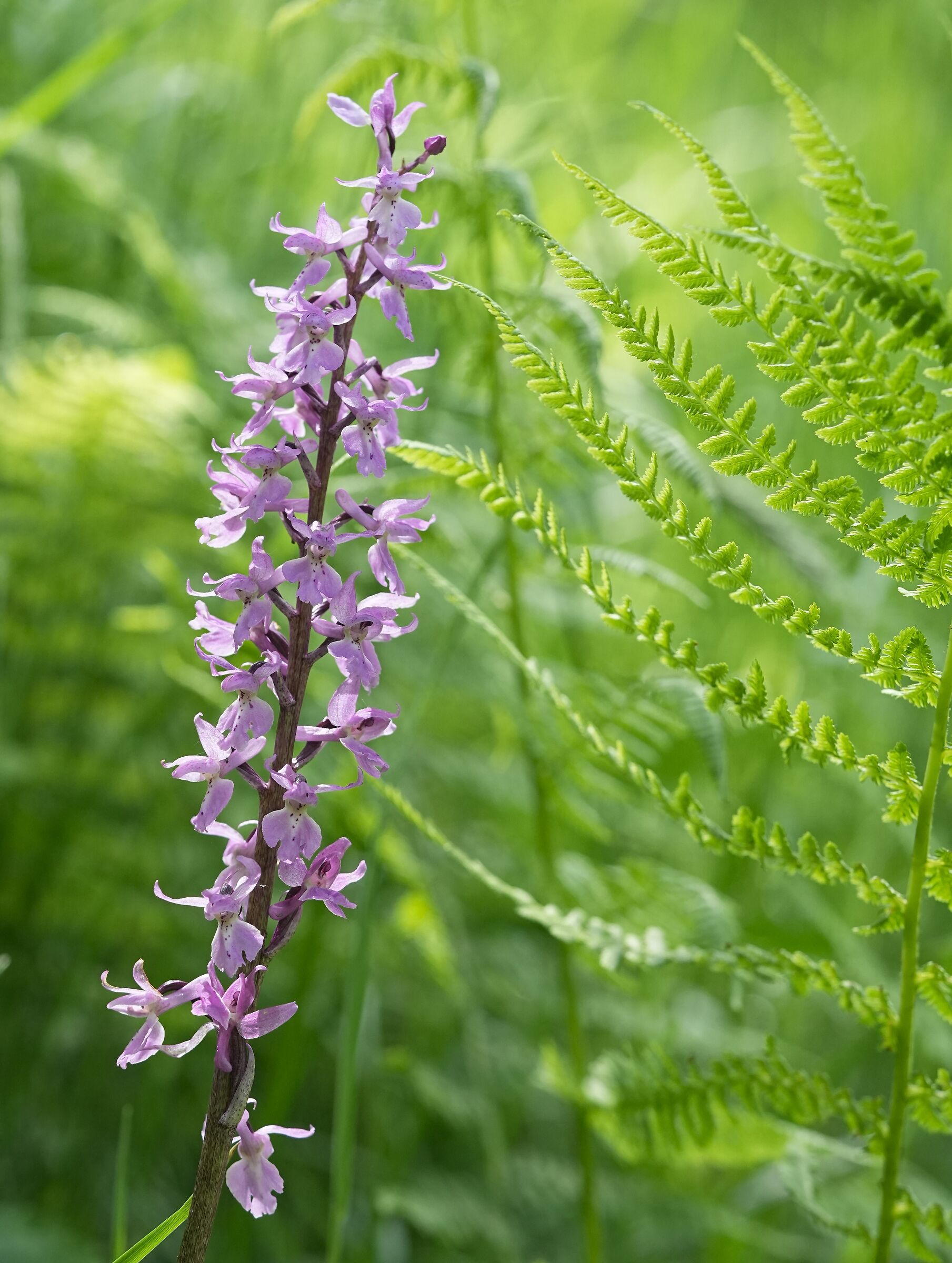 Wild orchid (Orchis mascula) with waterfall