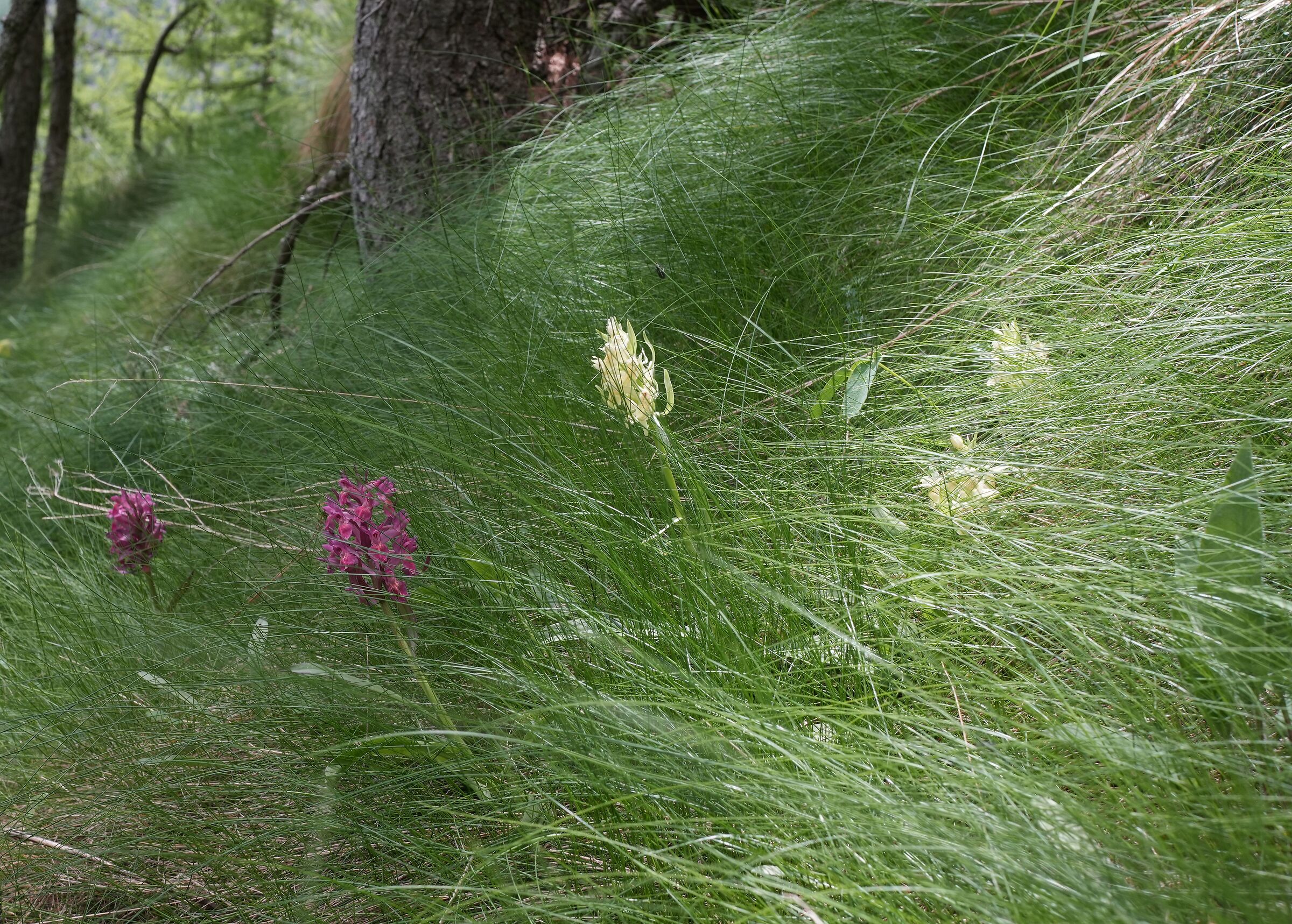 Wild orchids (D.sambucina)