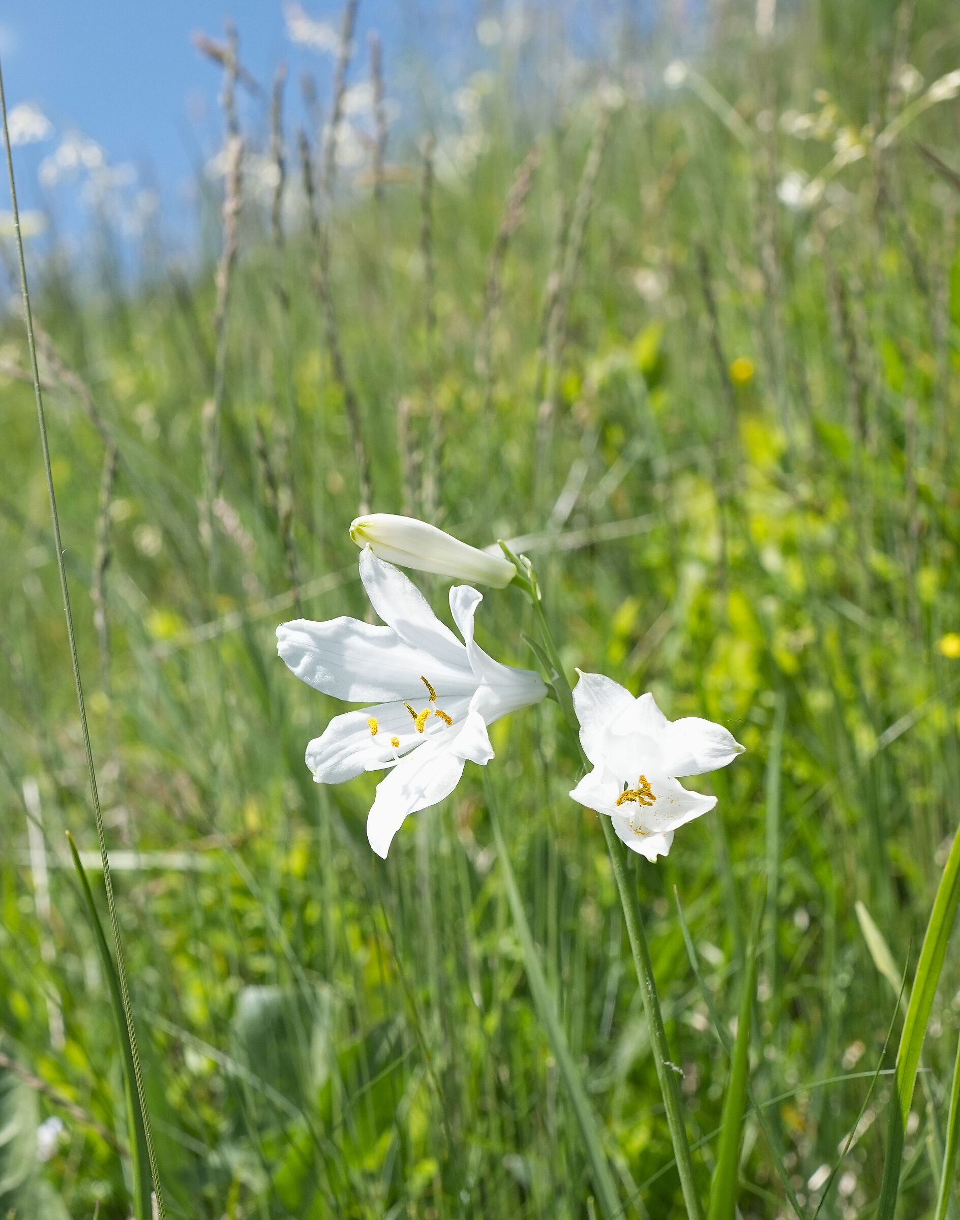 Mountain Lily