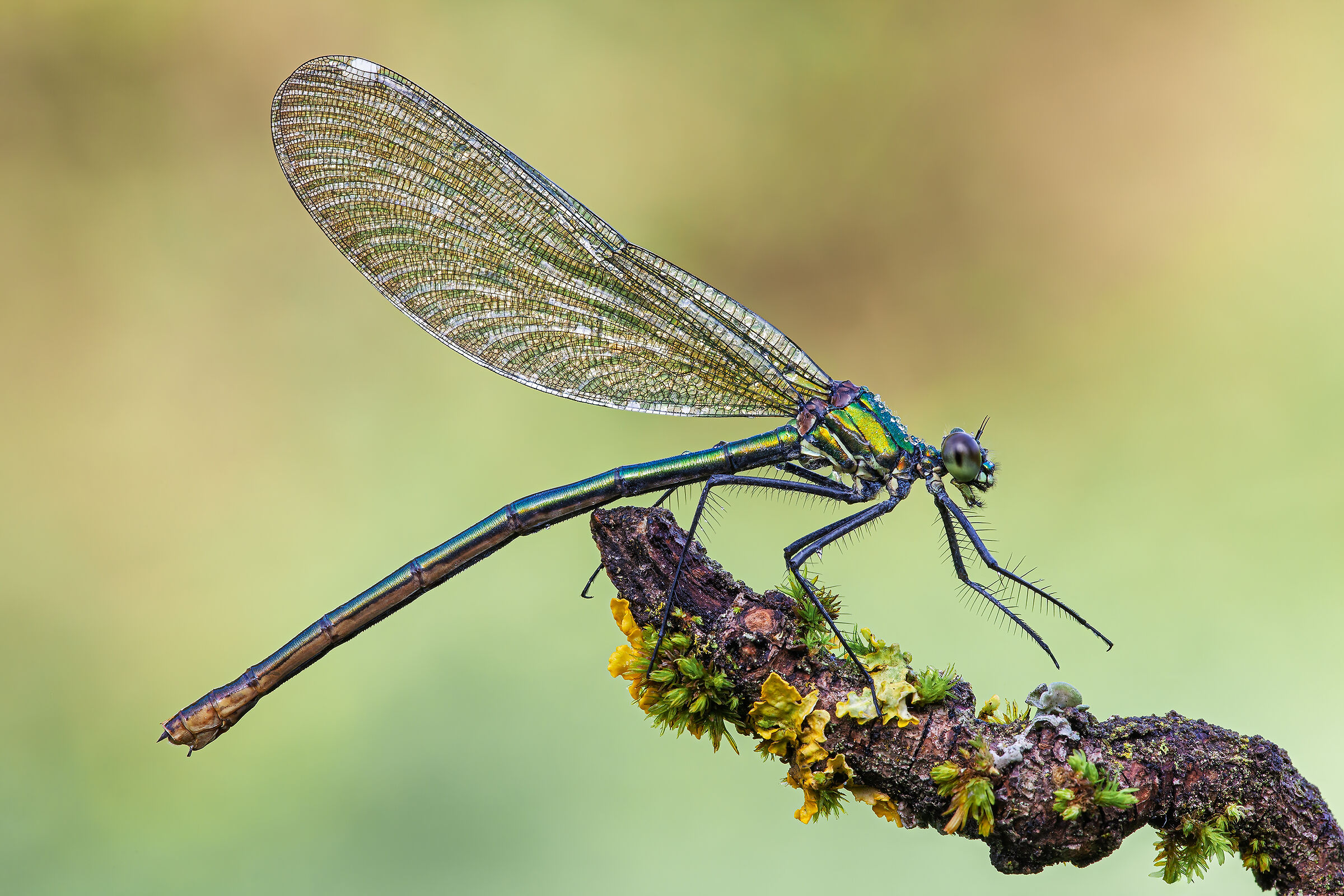 Calopteryx splendens