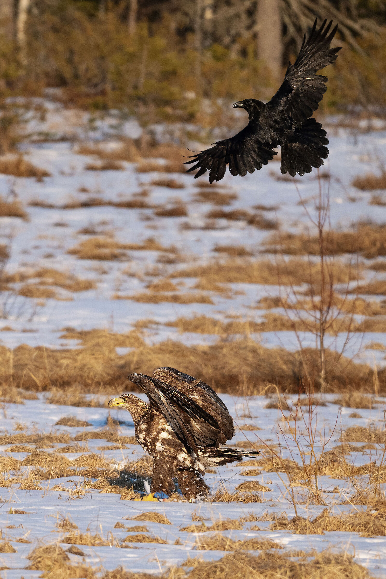 The Raven and the Eagle 2