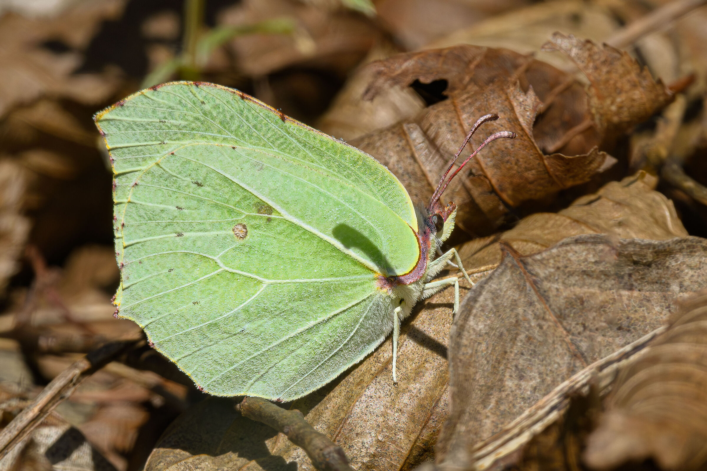 Rgali from the forest (Cedronella)
