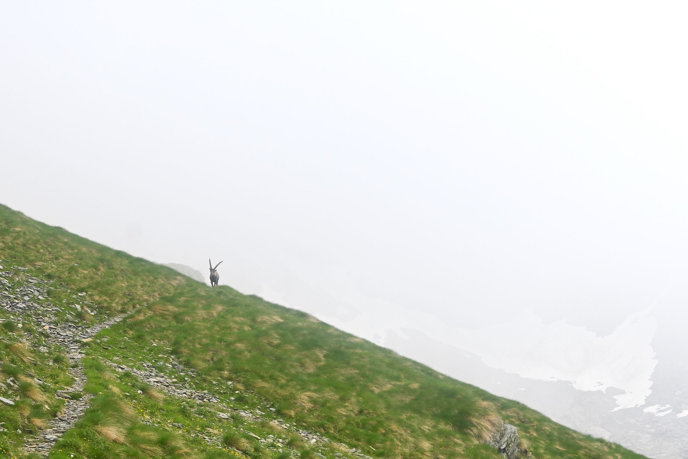 From the fog