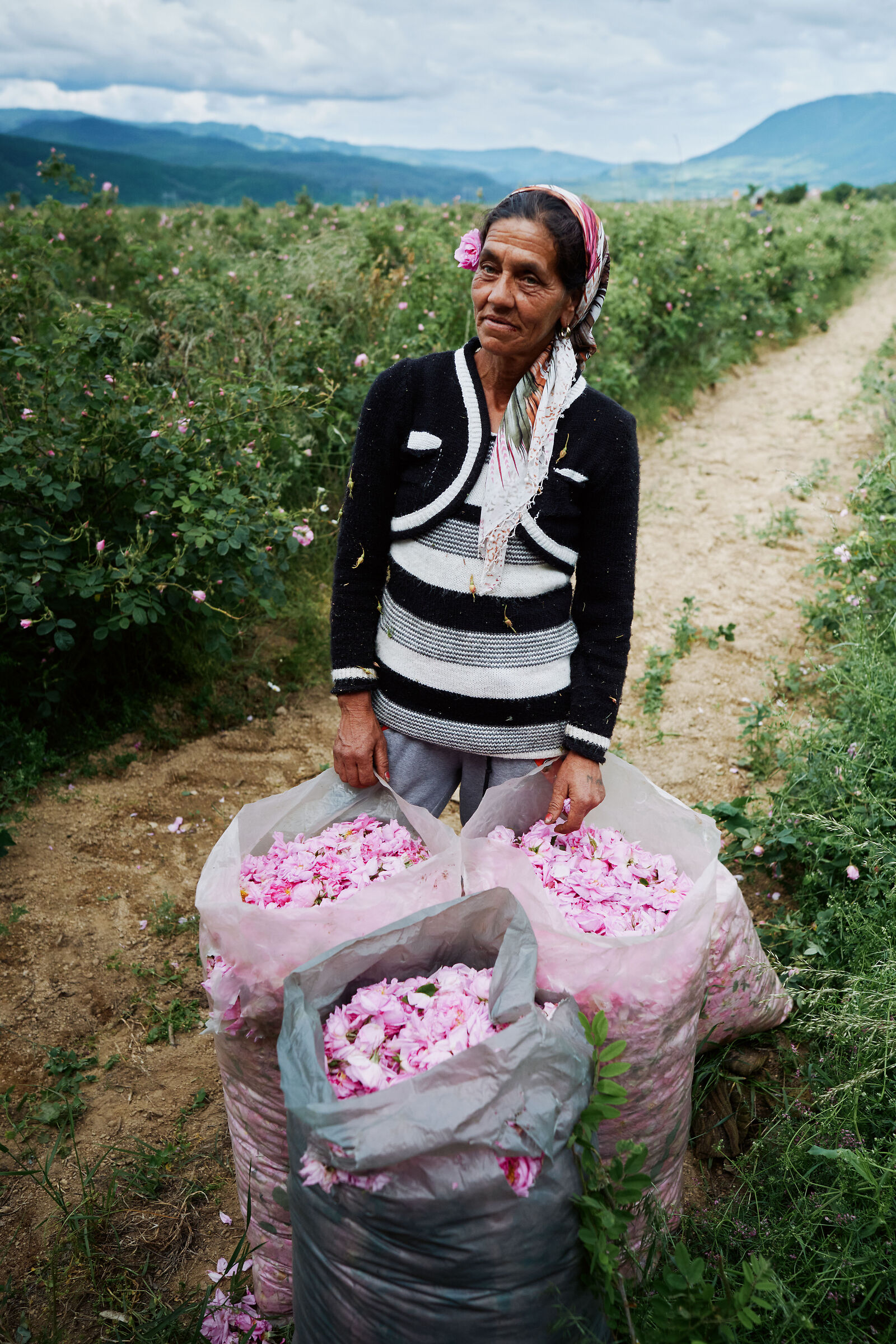 Bulgaria, "Roma" woman picks roses in the fields