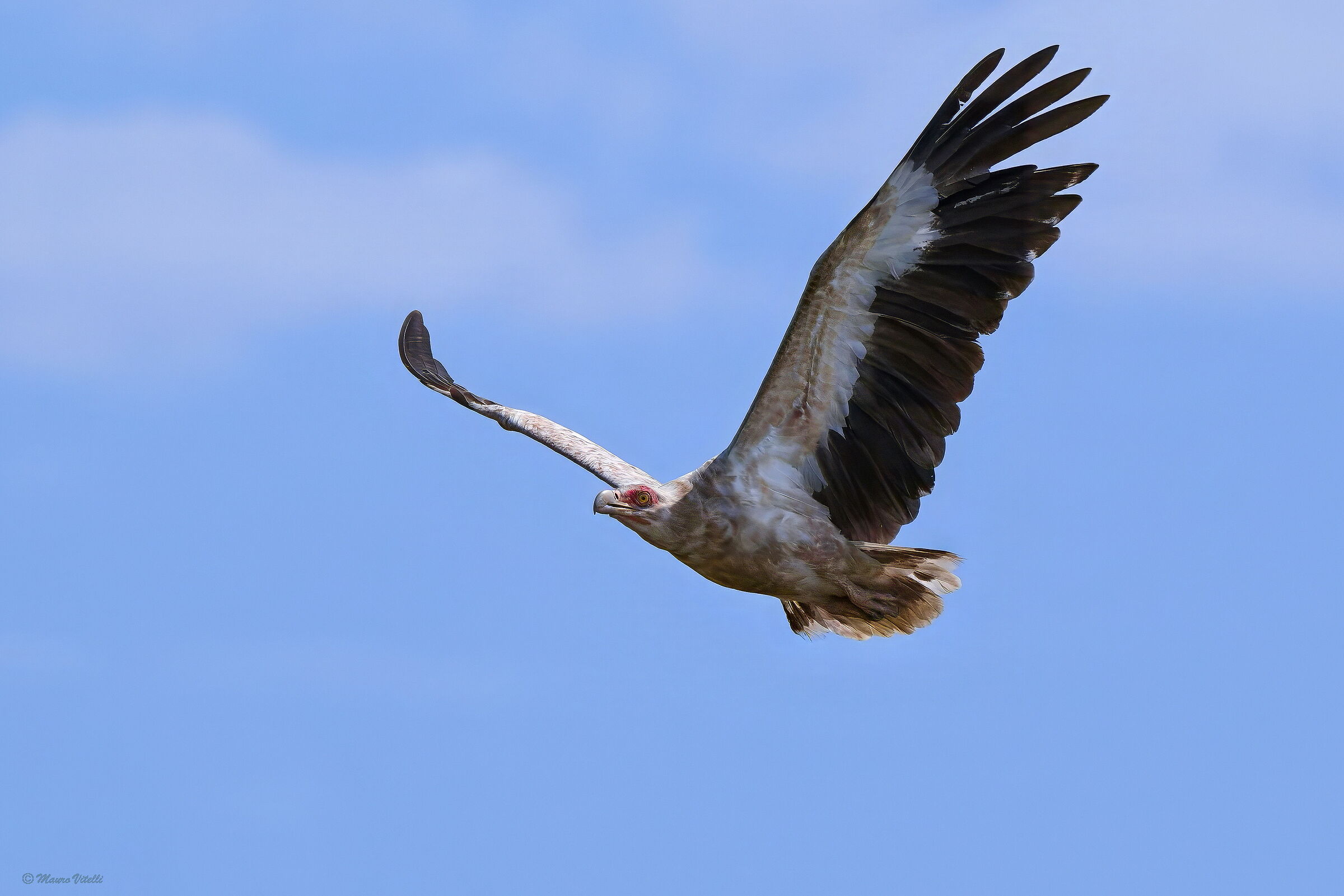 Avvoltoio delle palme (Gypohierax angolensis)