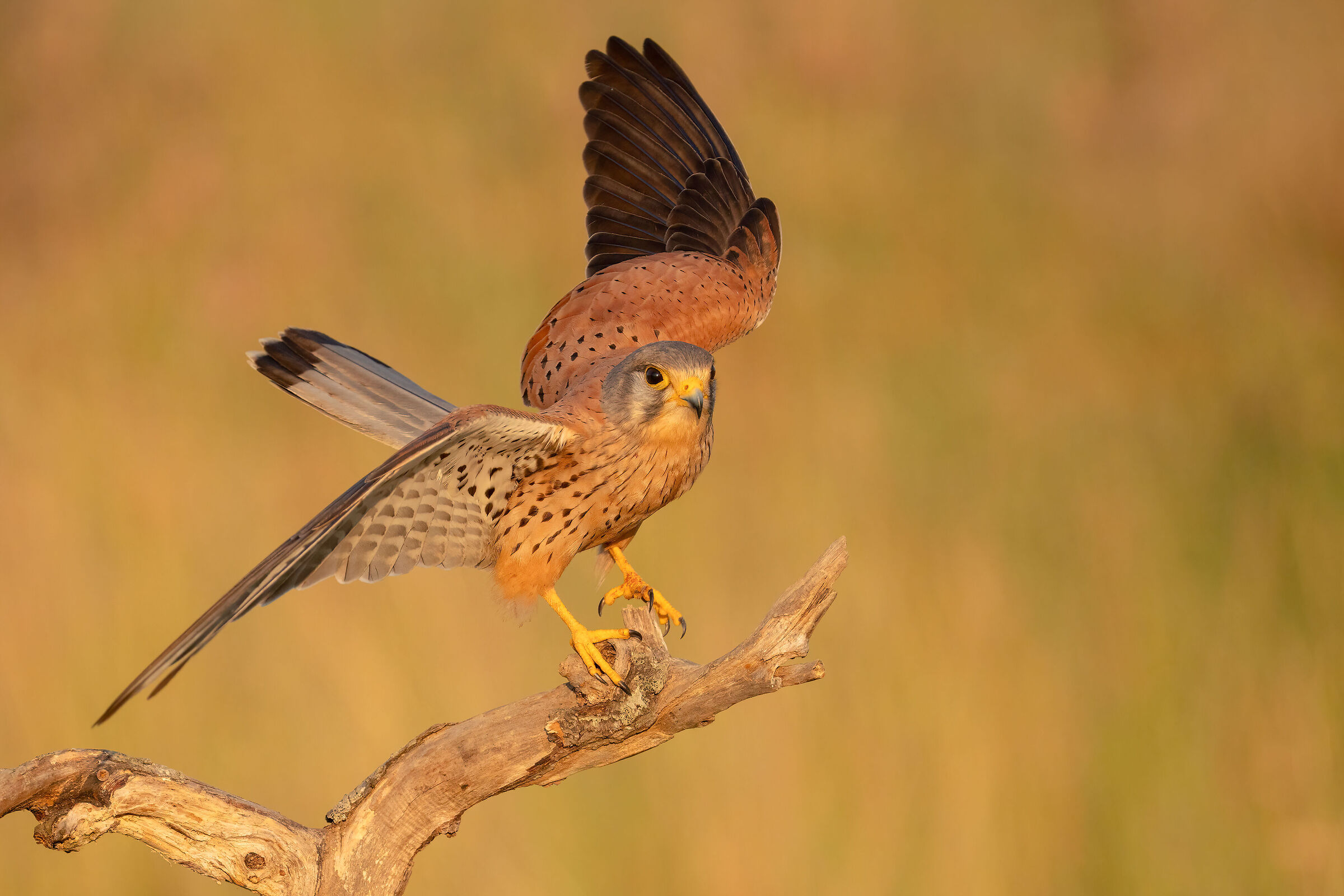 kestrel