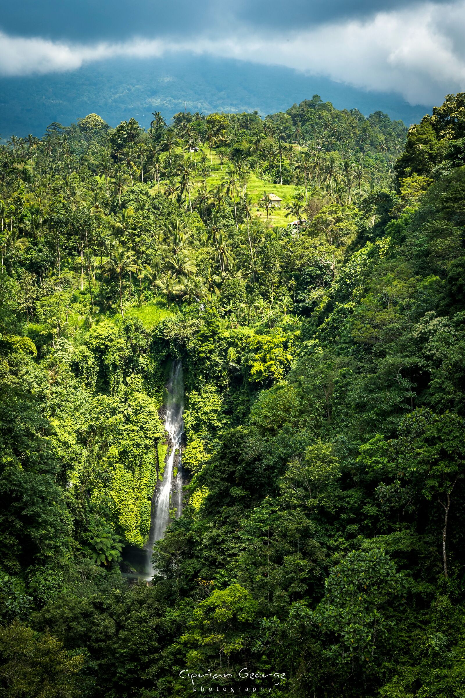 Giungla profonda nascosta