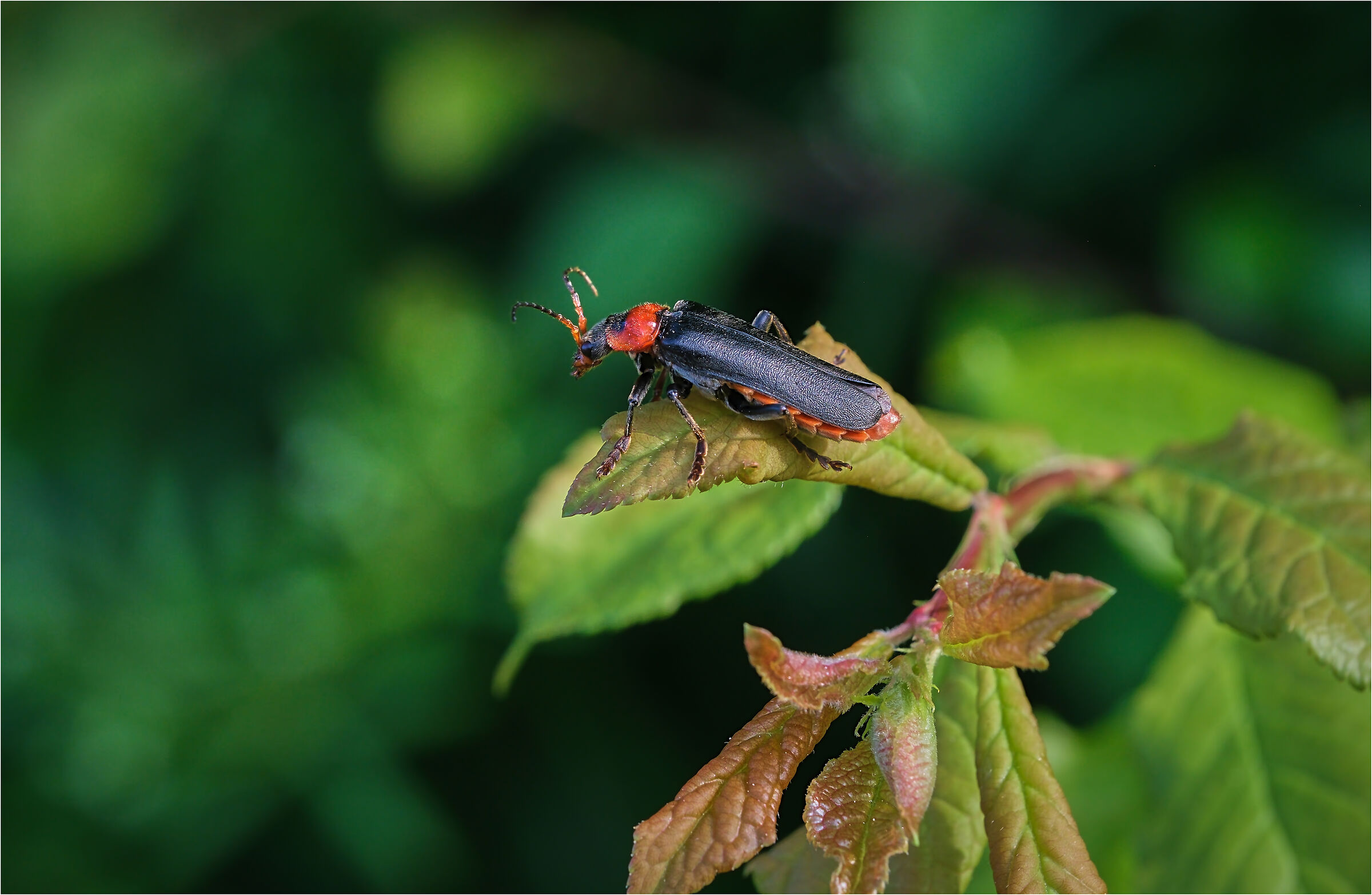 -per me va troppo in basso-