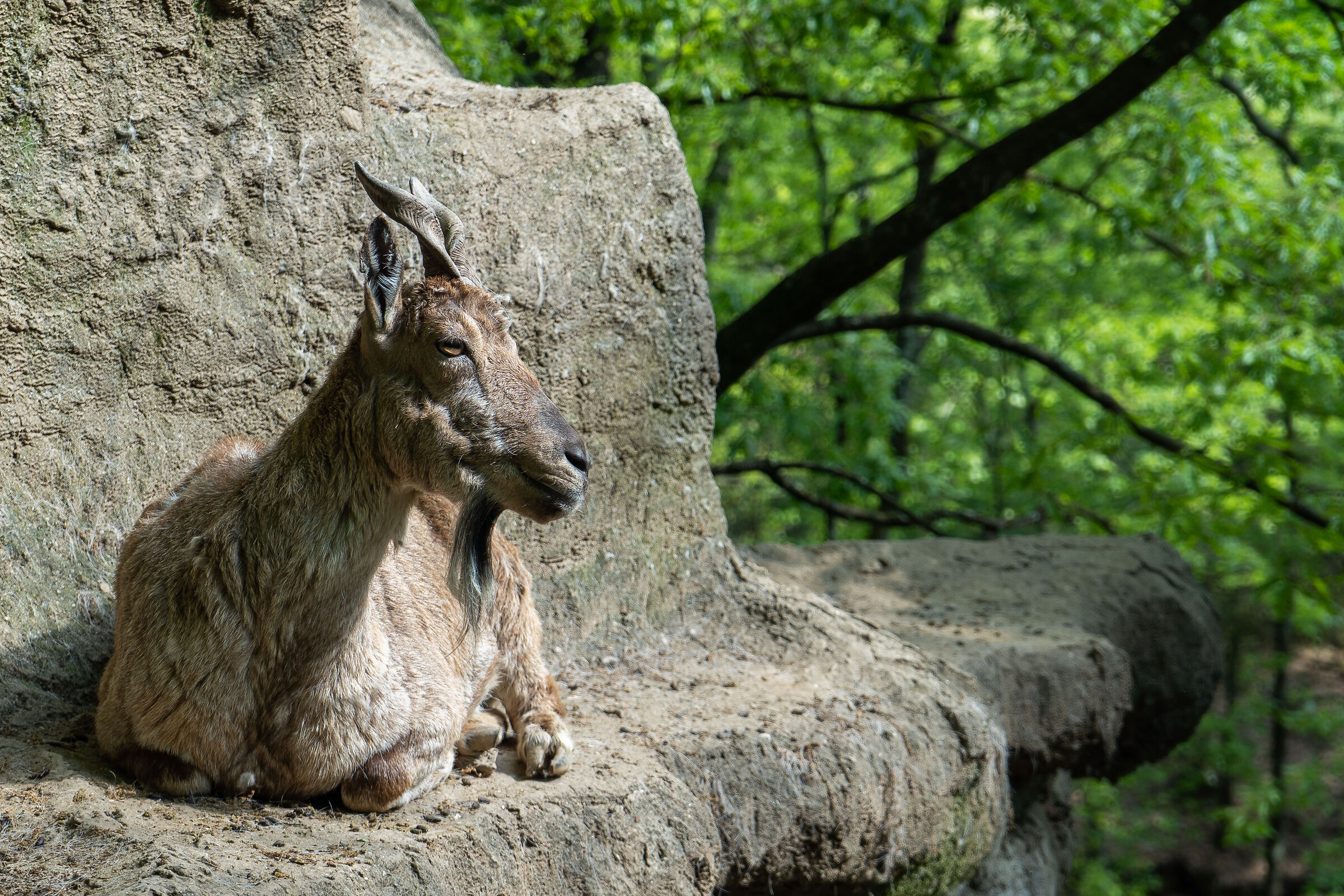 Markhor
