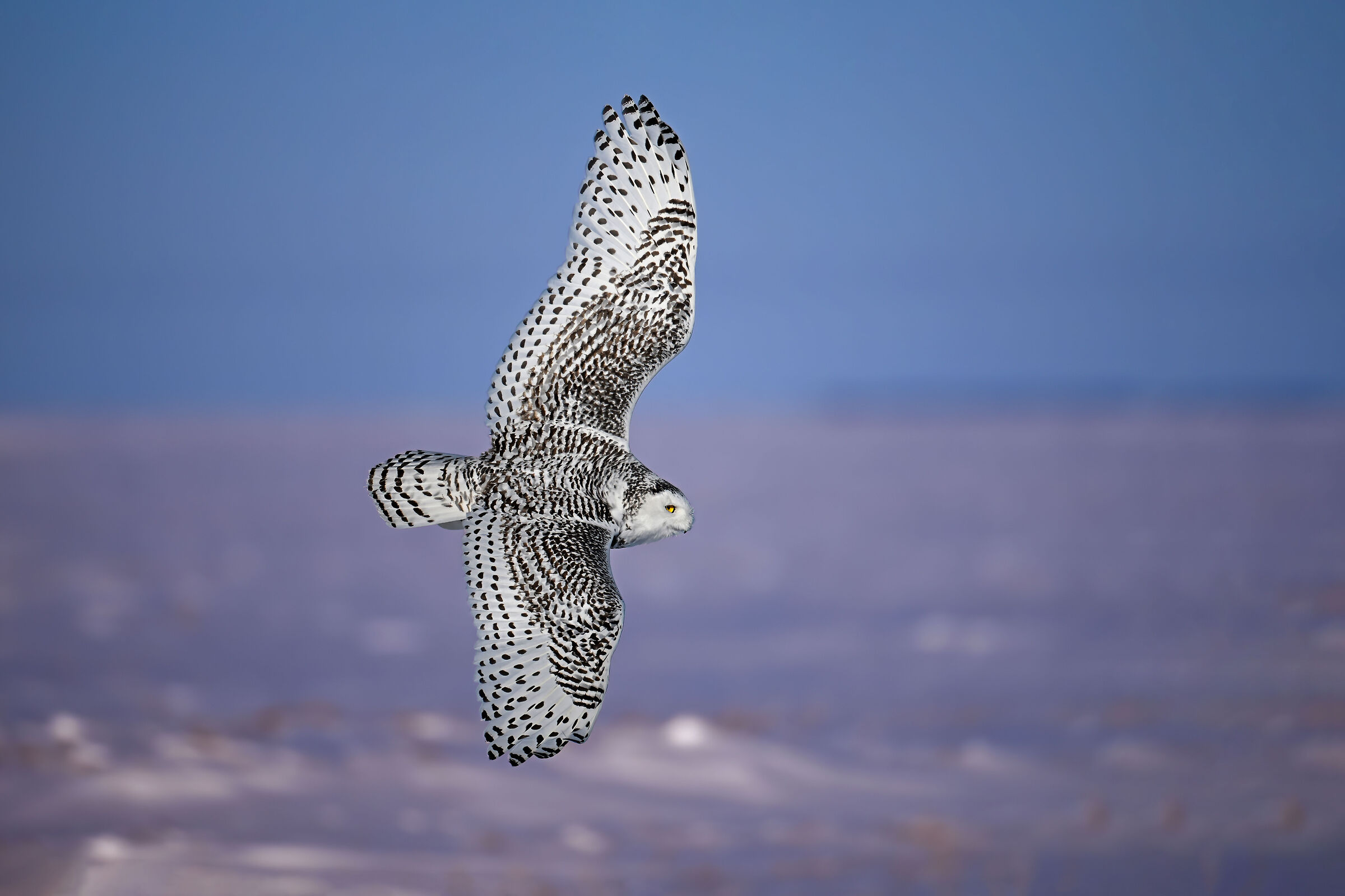 Young male Snowy Owl in flight