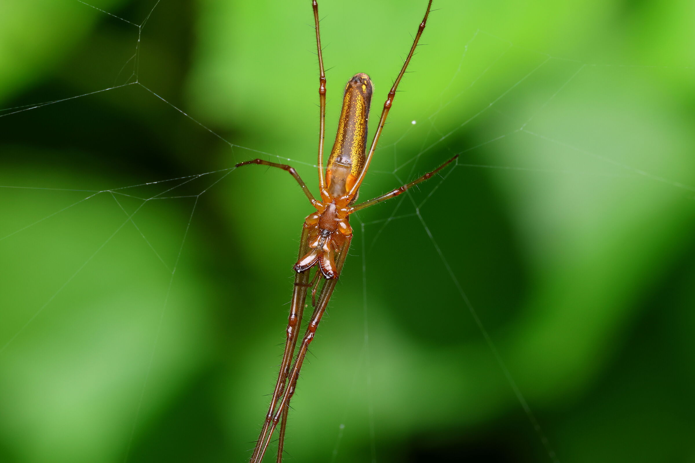 Genere Tetragnatha