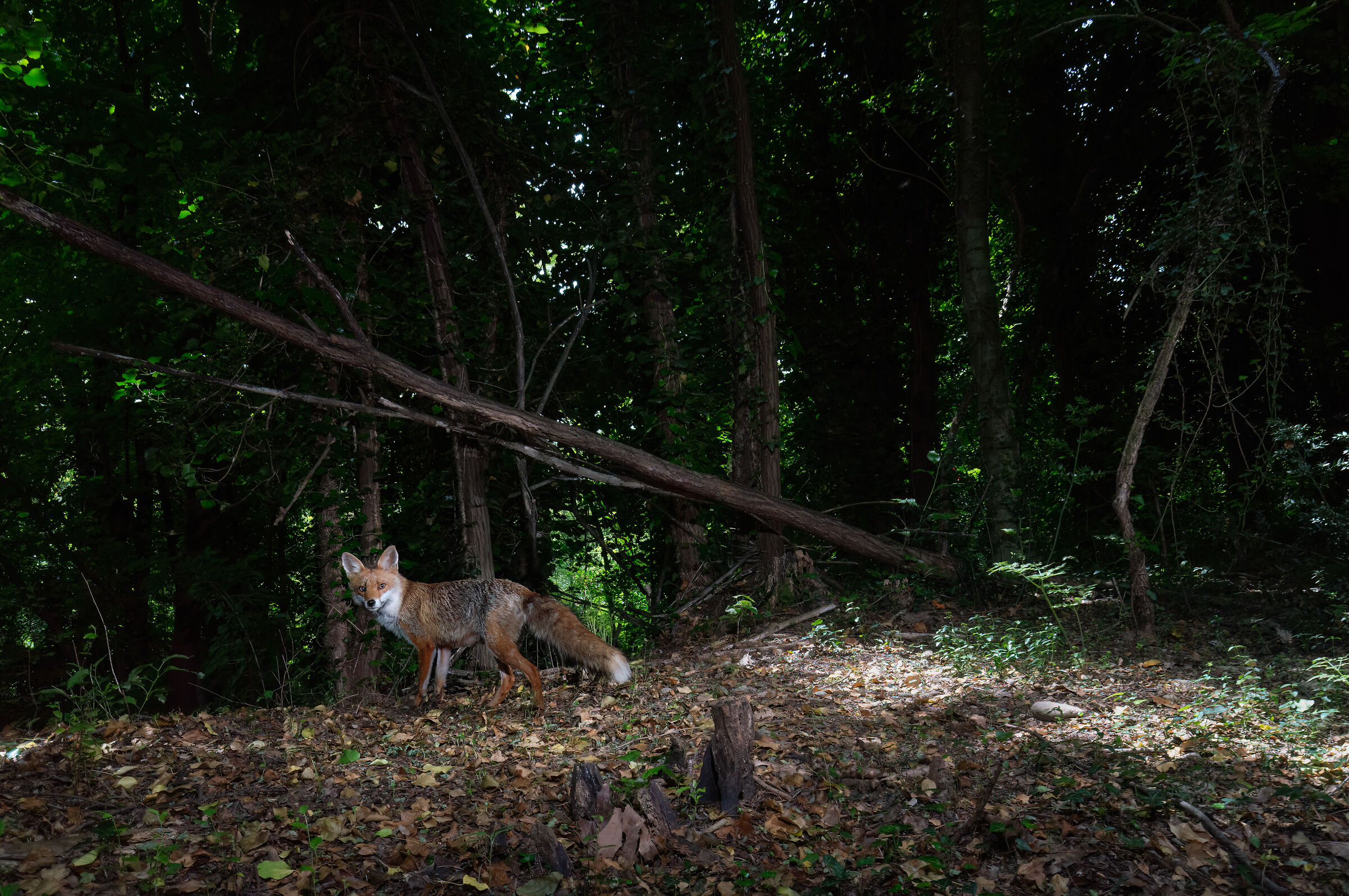 Red fox