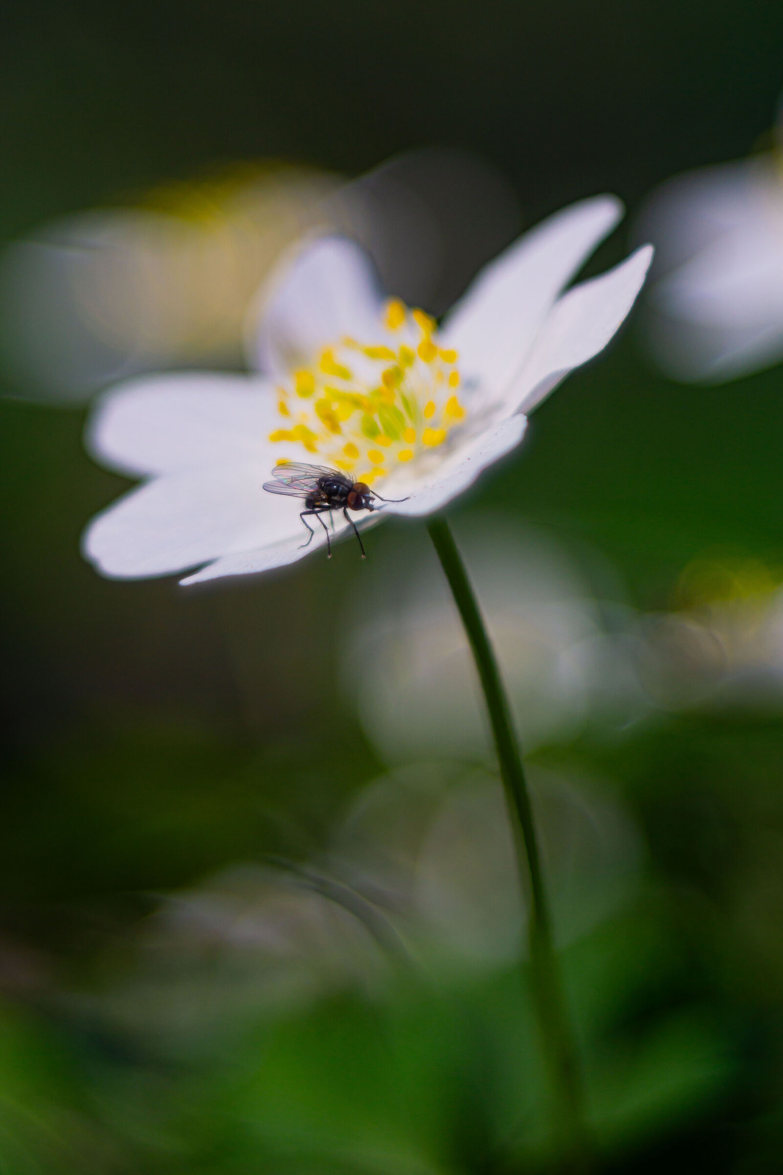 Anemone nemorosa