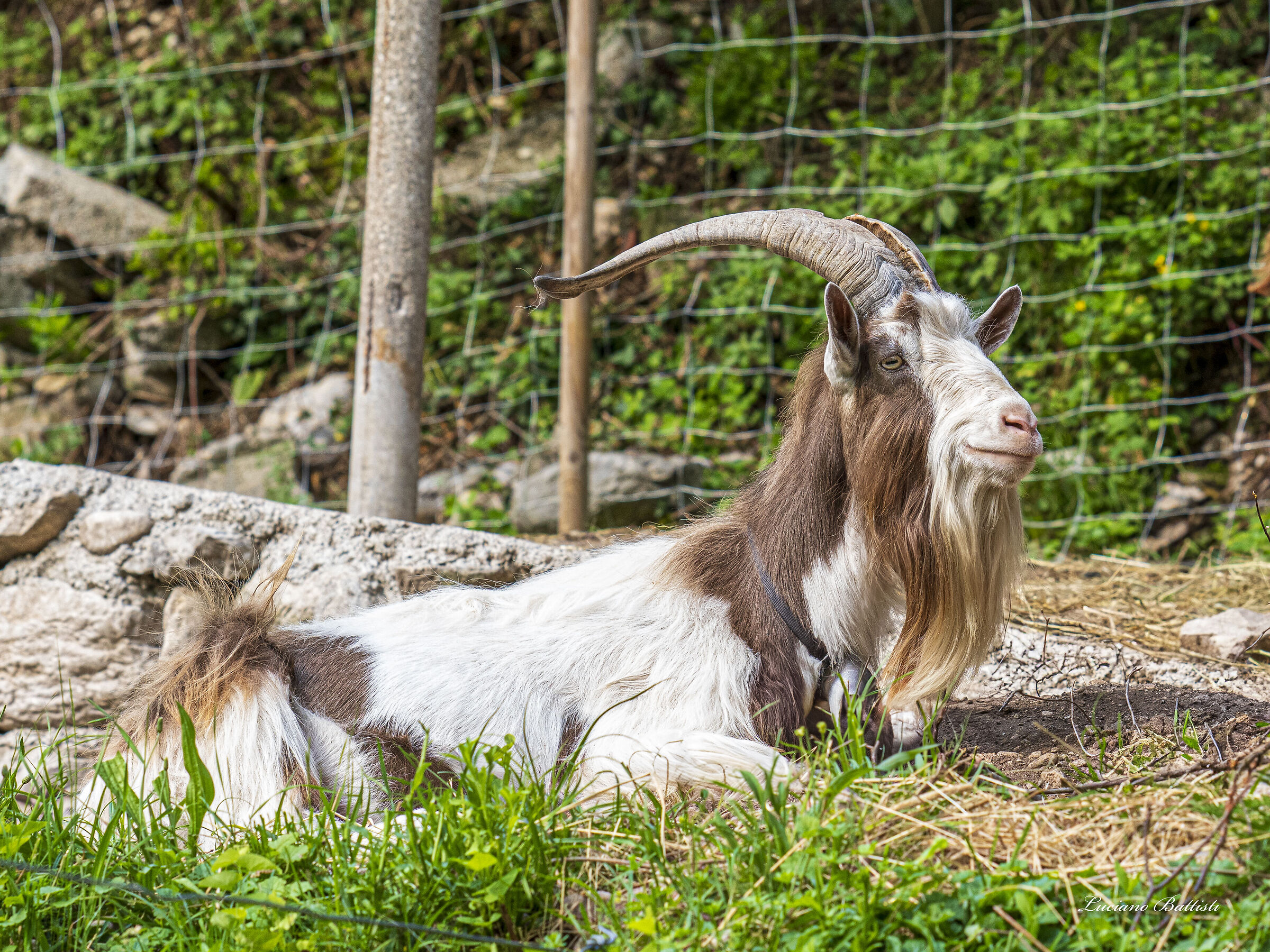 Goats & Kids2
