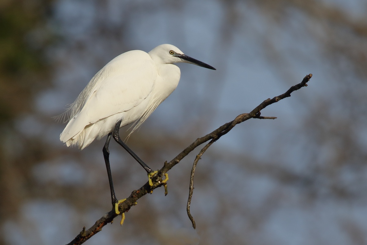 Egret