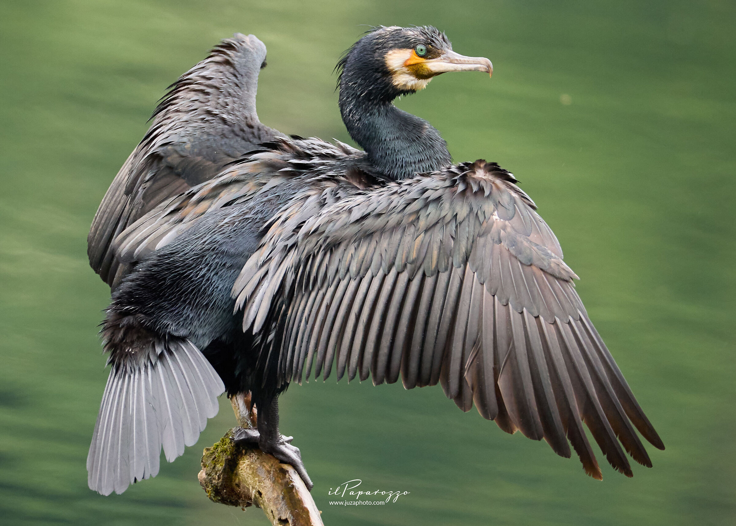 Cormorano