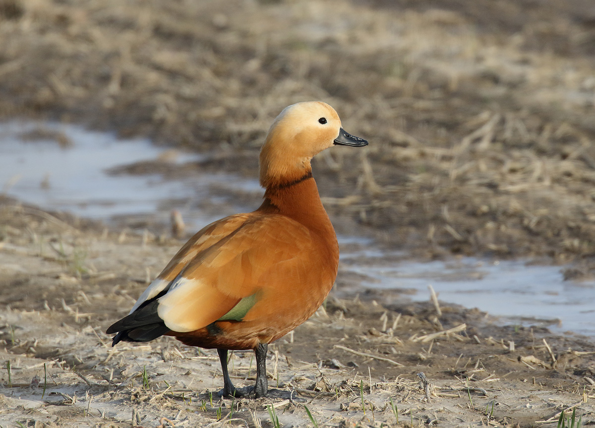 Ruddy shelduck