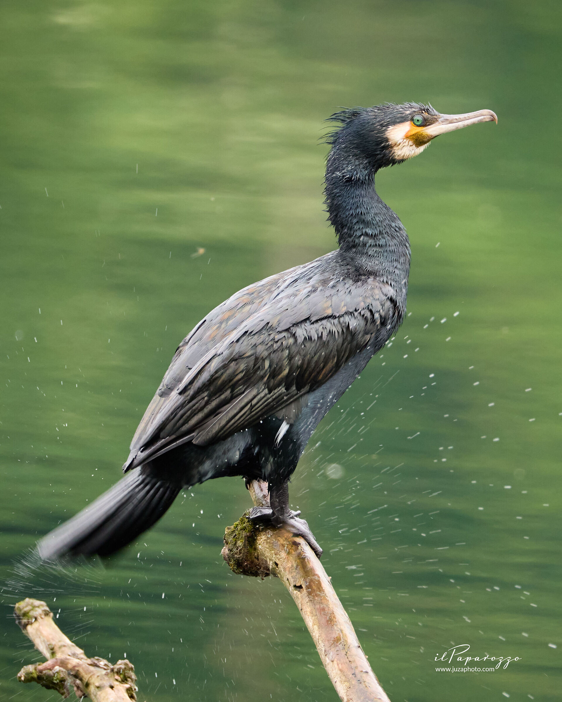 Cormorano