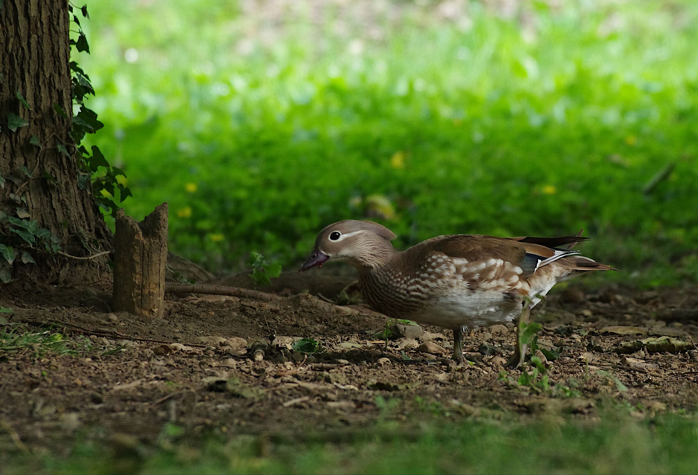 Mandarin duck (female)