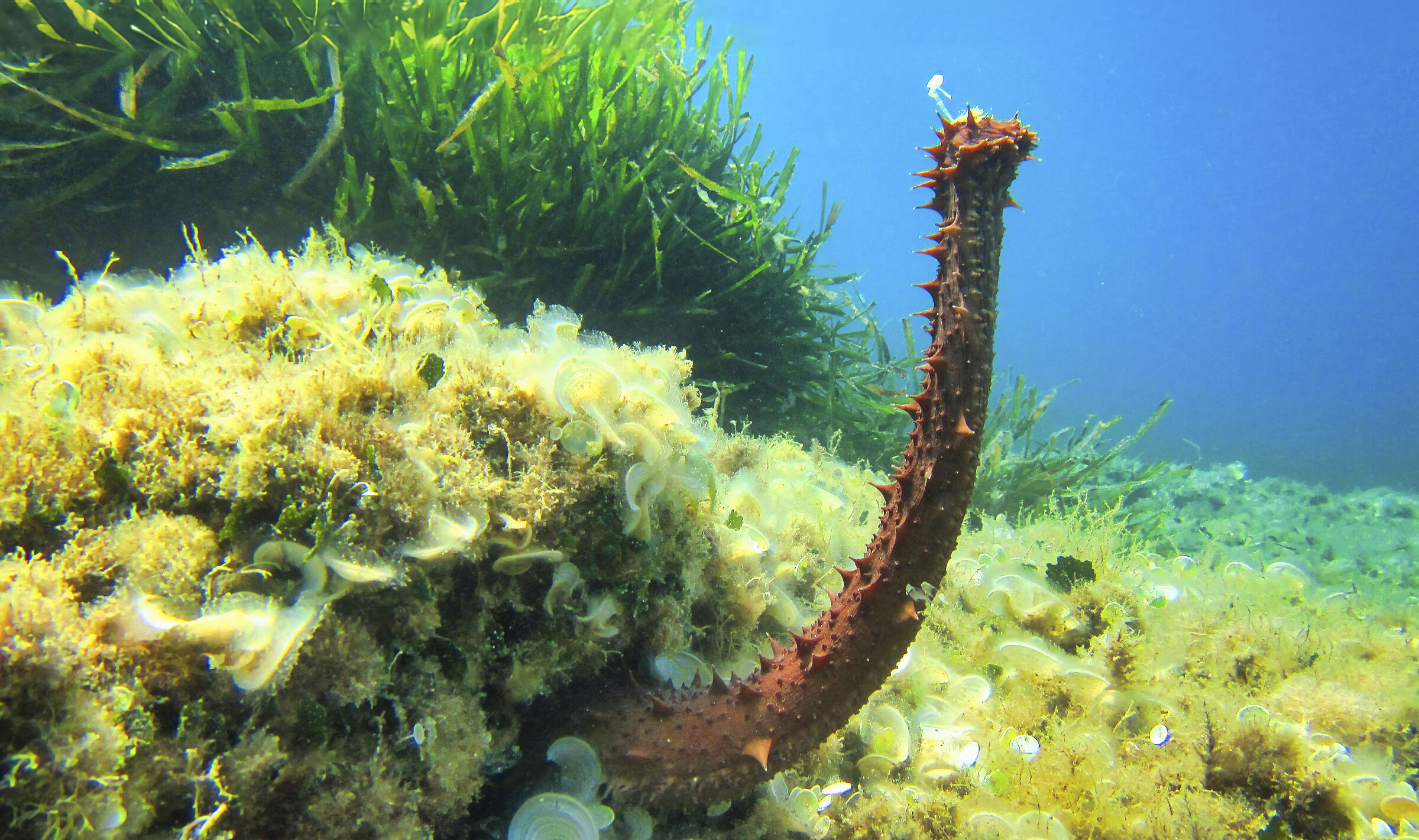 Holothuria tubulosa in fase di riproduzione