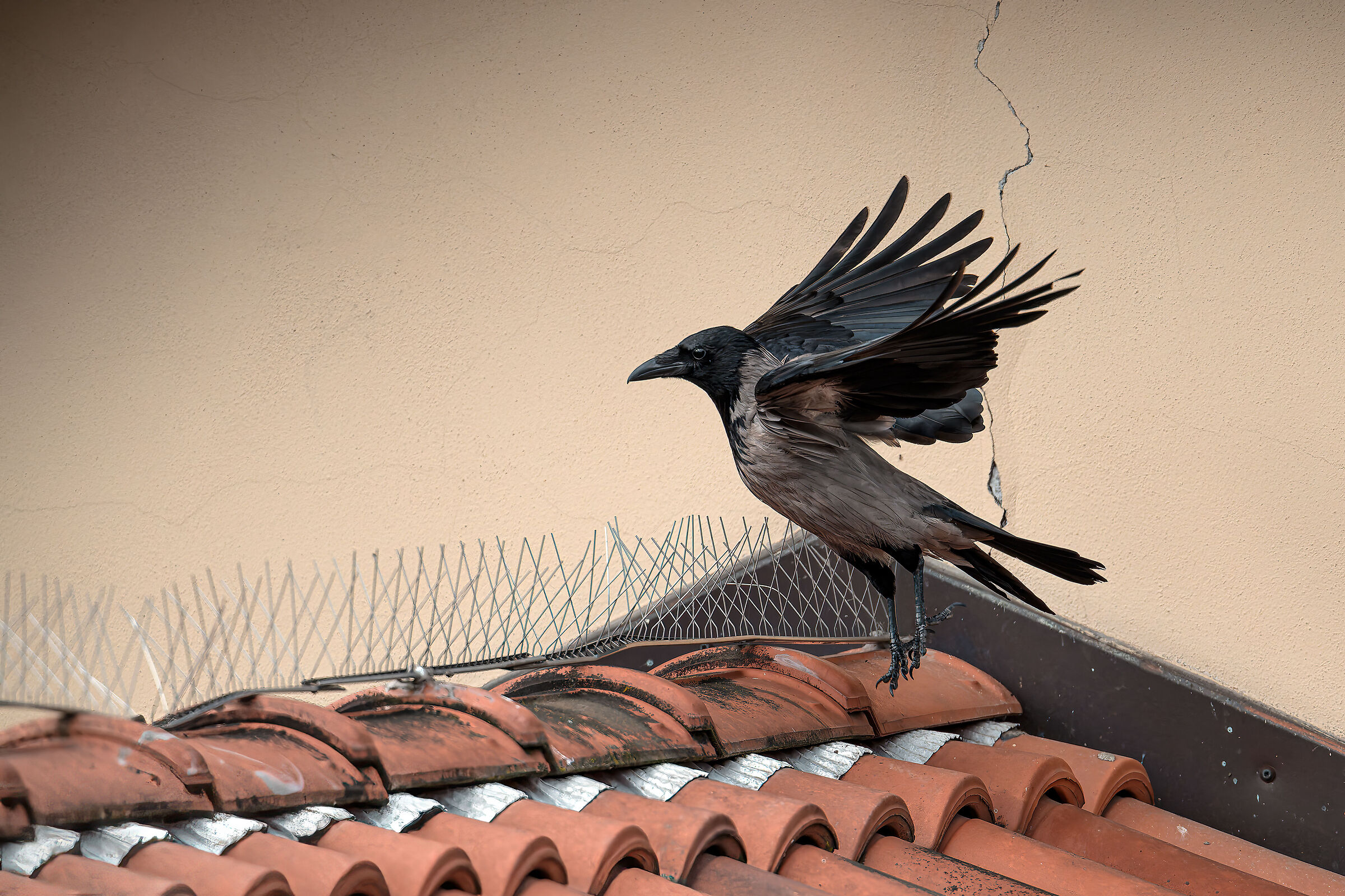 Corvus on the roof
