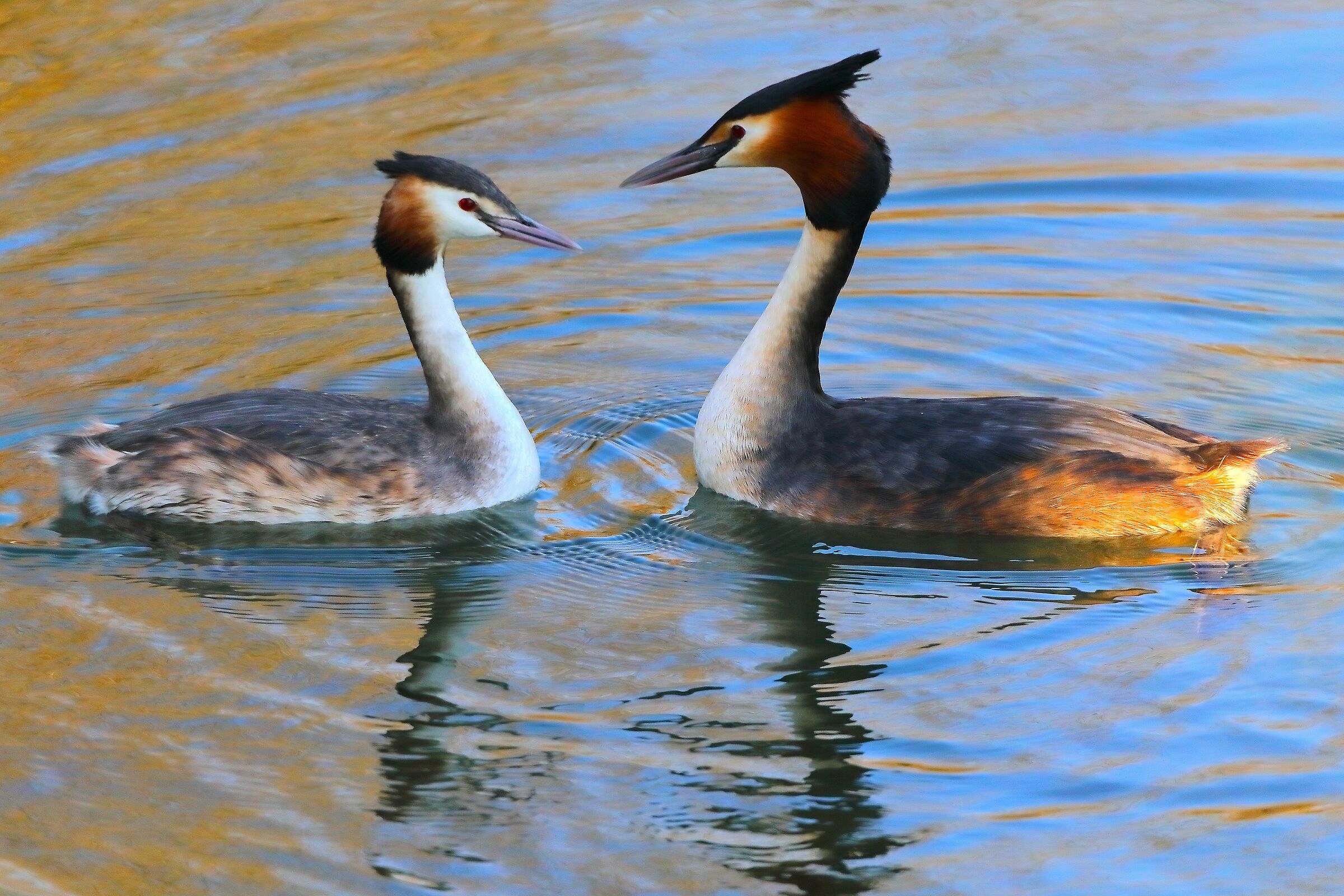 Svassi 05 marzo 2025 - 0101